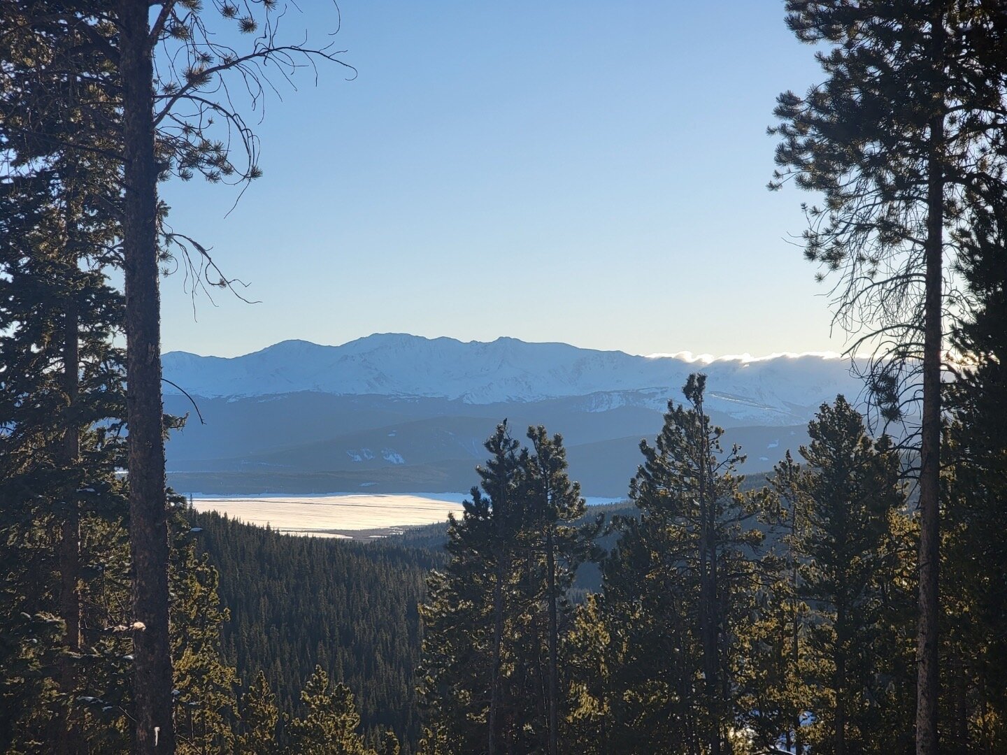 We know that the roots of the mushroom allow nutrients to move to the fruiting body and visa versa. But fungi also allow trees to talk to each other.
The &ldquo;Wood Wide Web,&rdquo; as coined by Dr. Simard, is a network of Mycorrhizal fungi that for