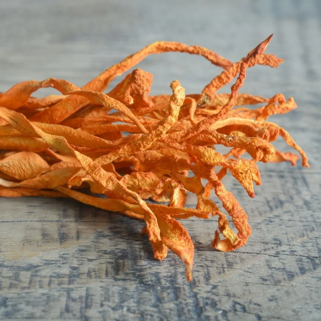 cordyceps mushroom