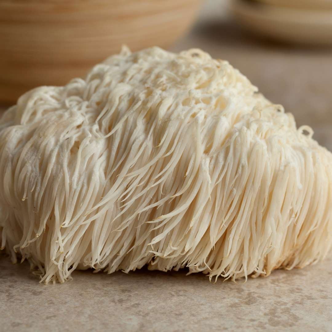 lion's mane mushroom