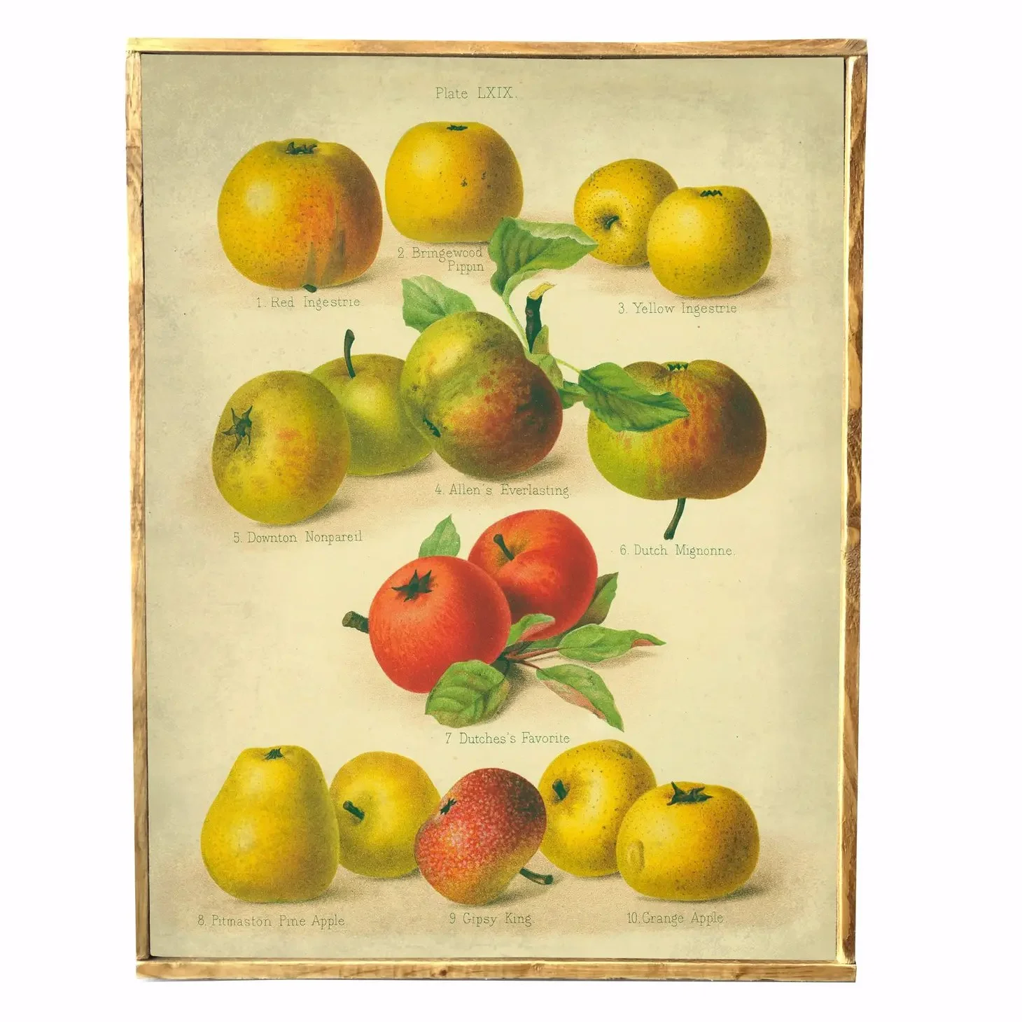 Vintage Fruit Chart — Sweet Legacy