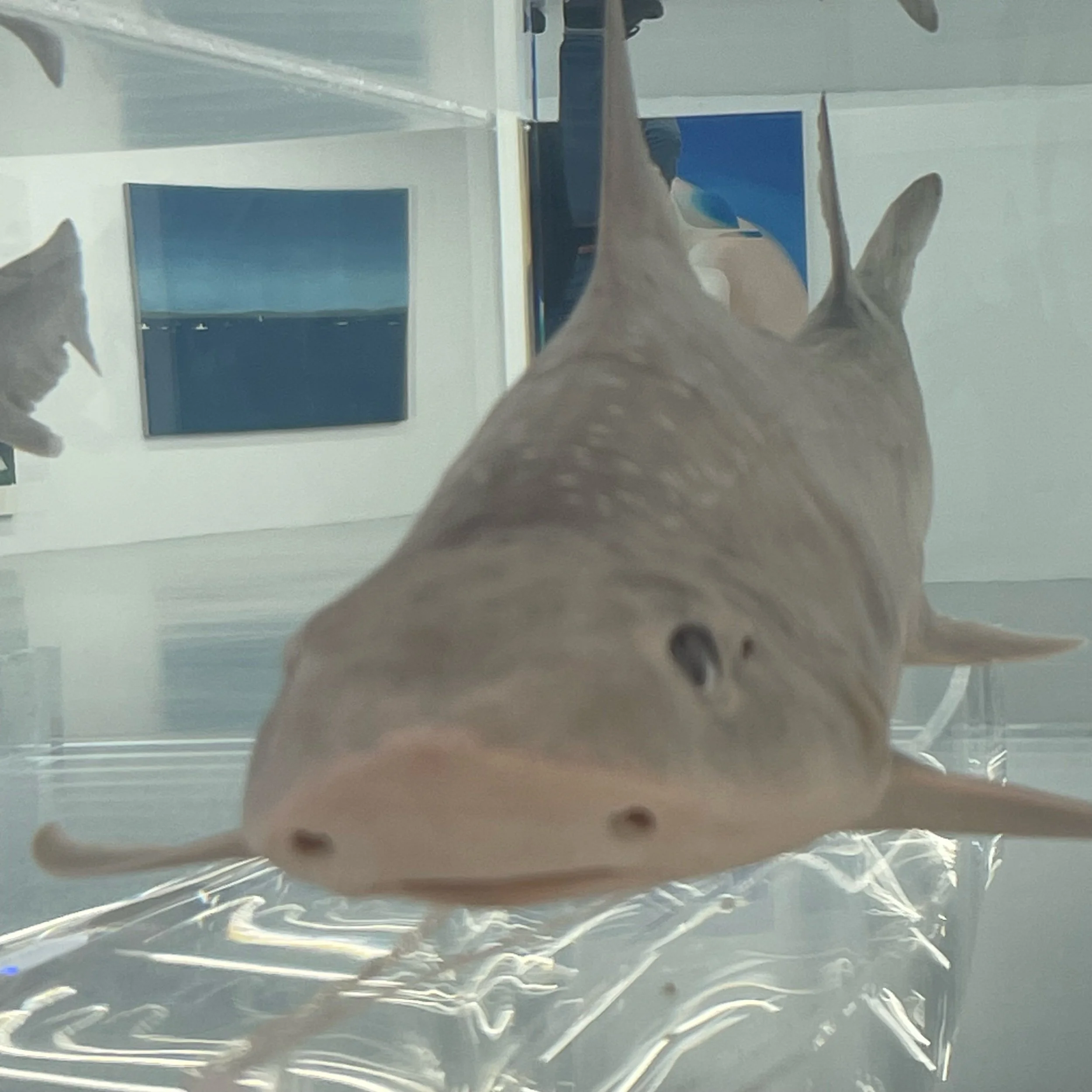 Bay…bee… shark DOO! DOO! DOO! DOO! DOO!