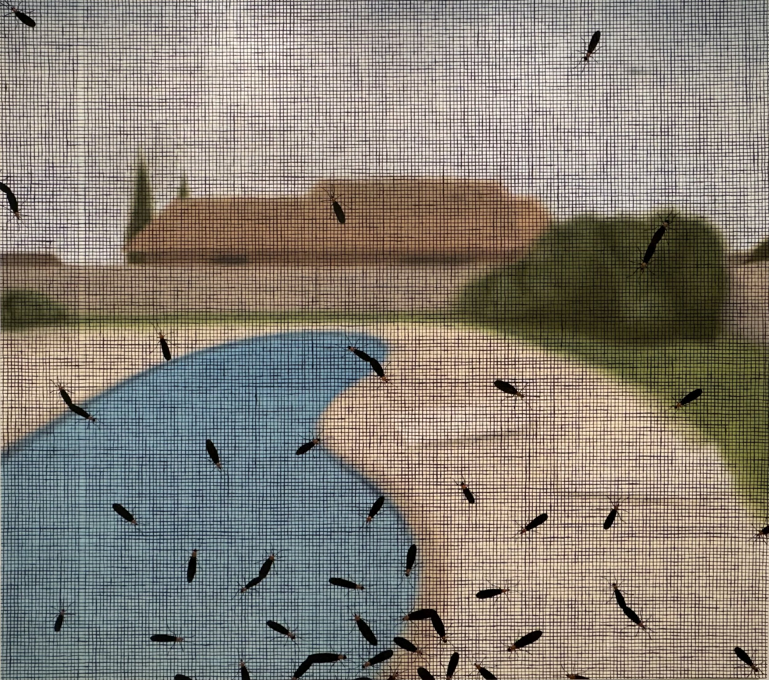 Local Village Customs (2021)