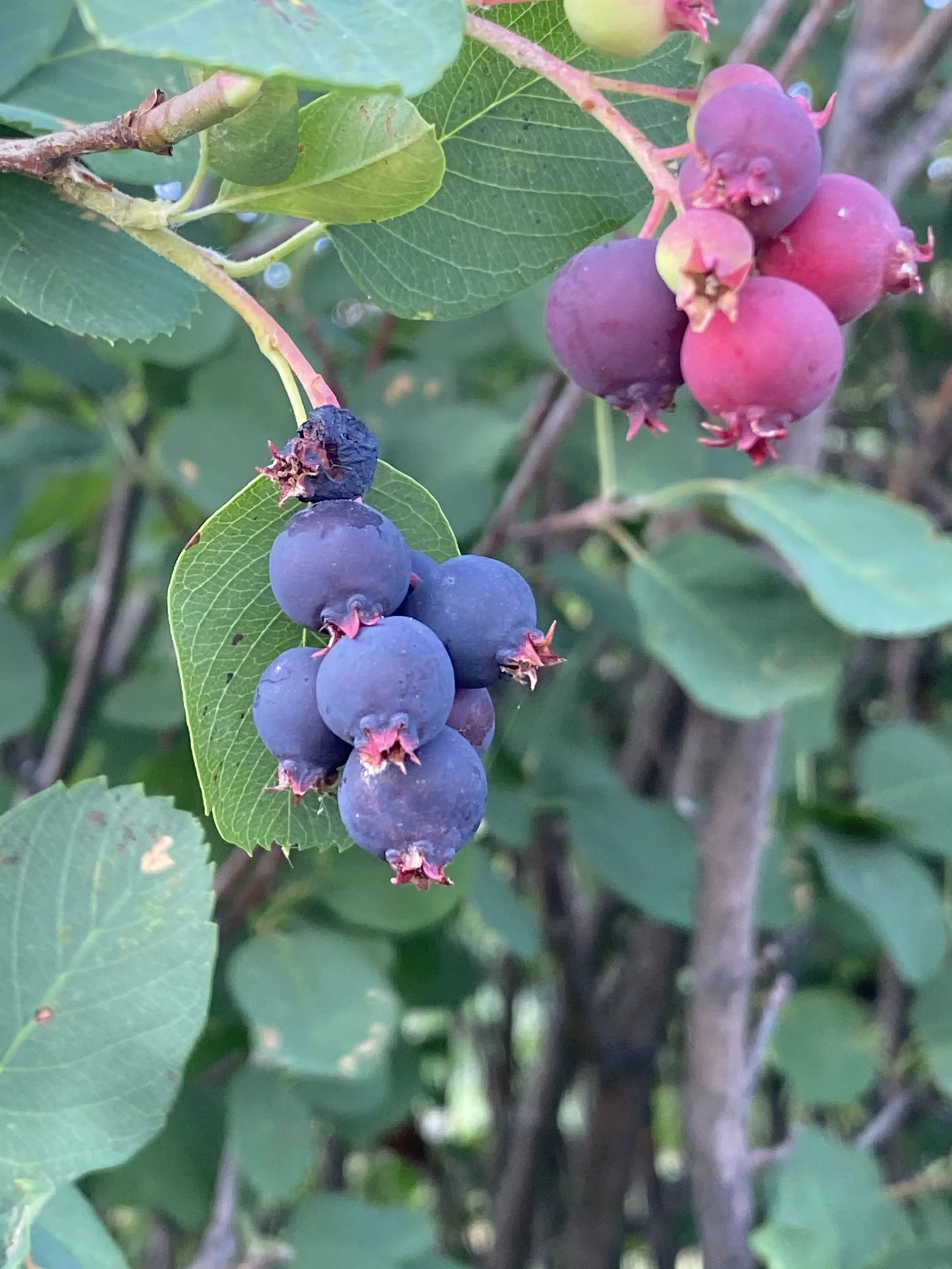Saskatoons.jpg