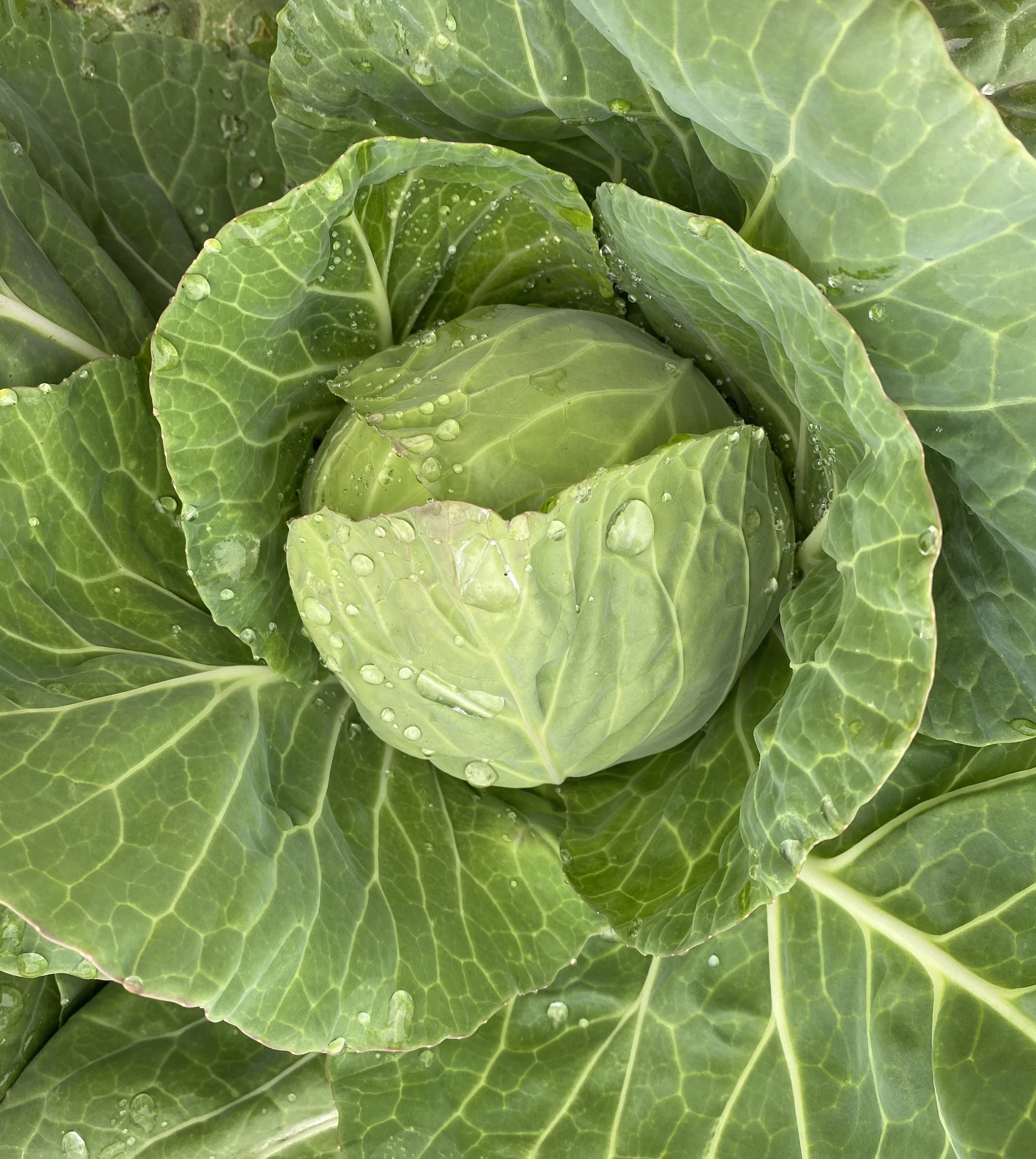 Single Cabbage.jpg