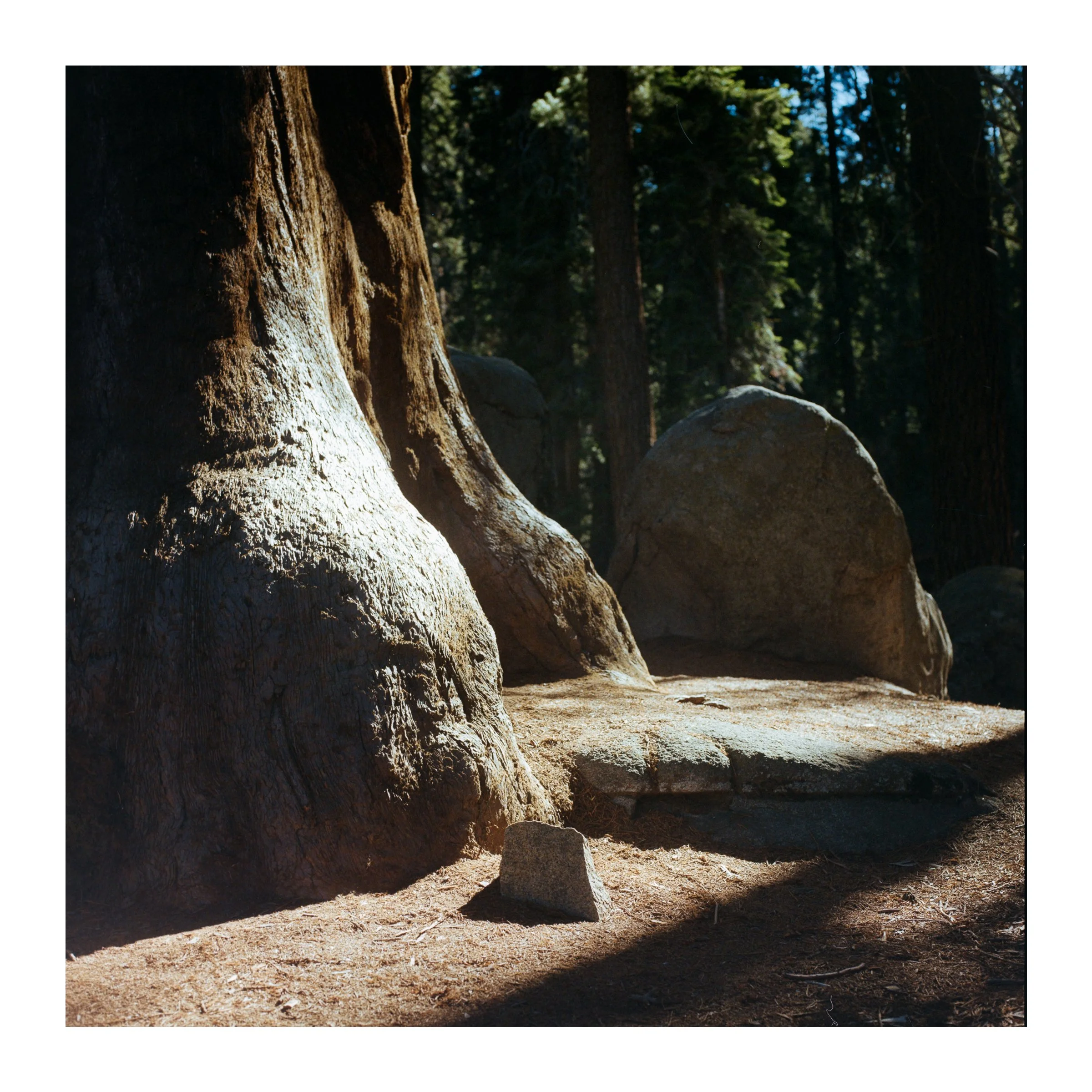 SequoiaNationalTreeStump2026.jpg