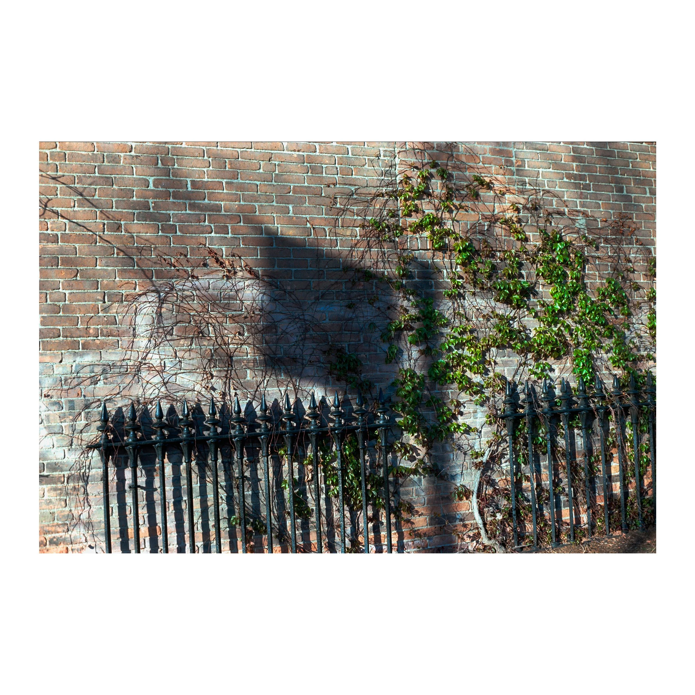 WorcesterIvyShadow2026.jpg