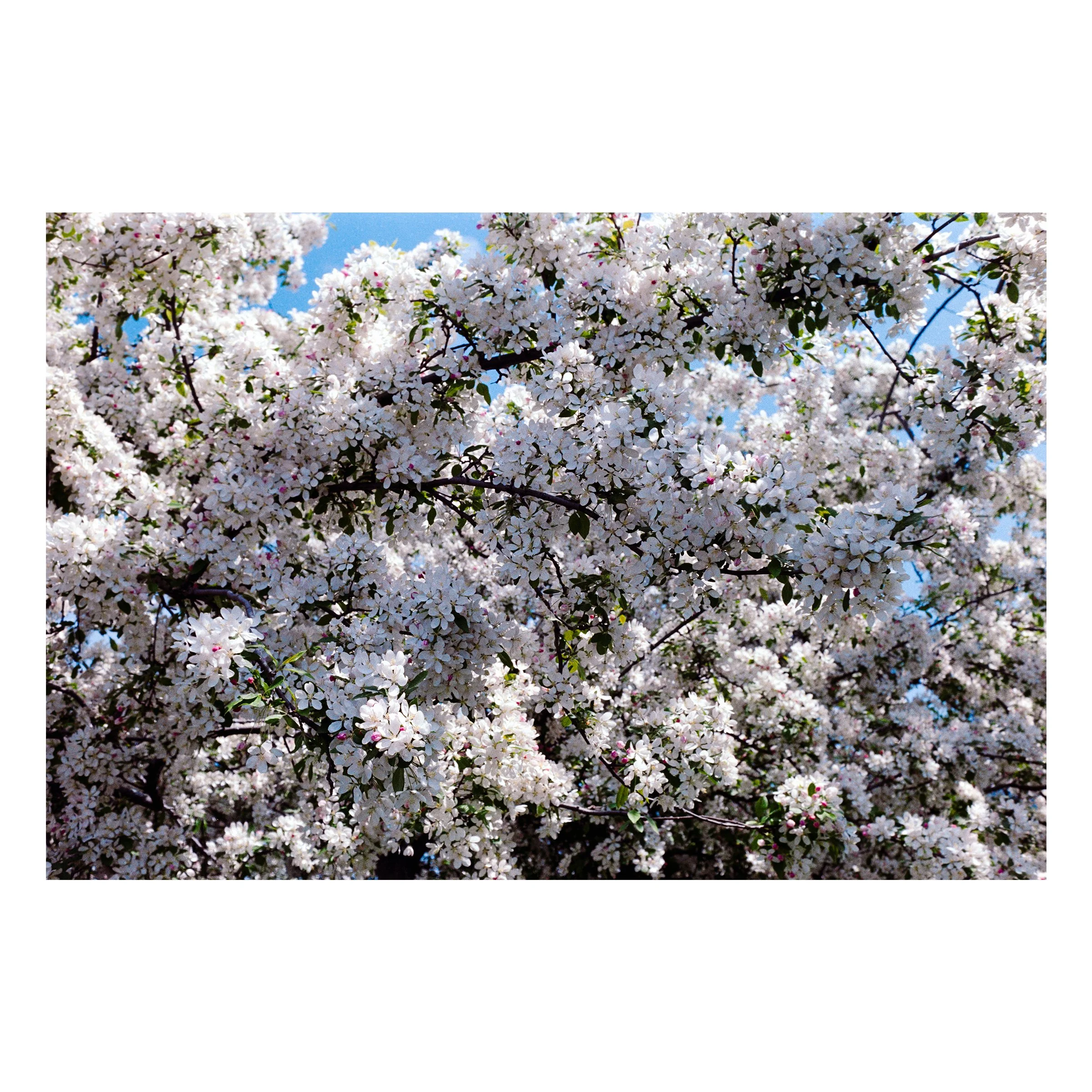 BrooklynBotanicalFlowersTree2026.jpg