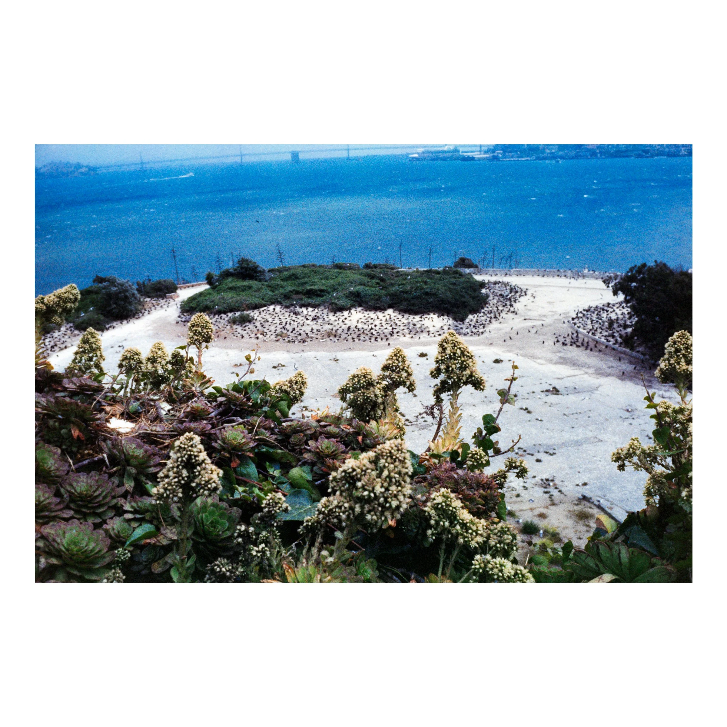 AlcatrazBirdsFlower2026.jpg