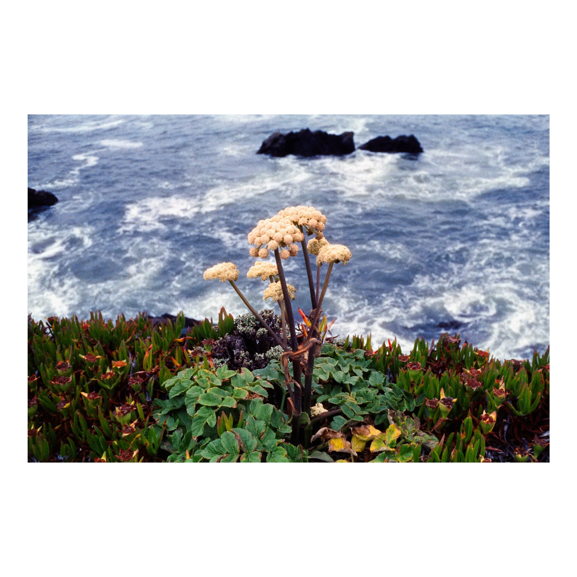 PCHOceanOverlookFlower2026.jpg