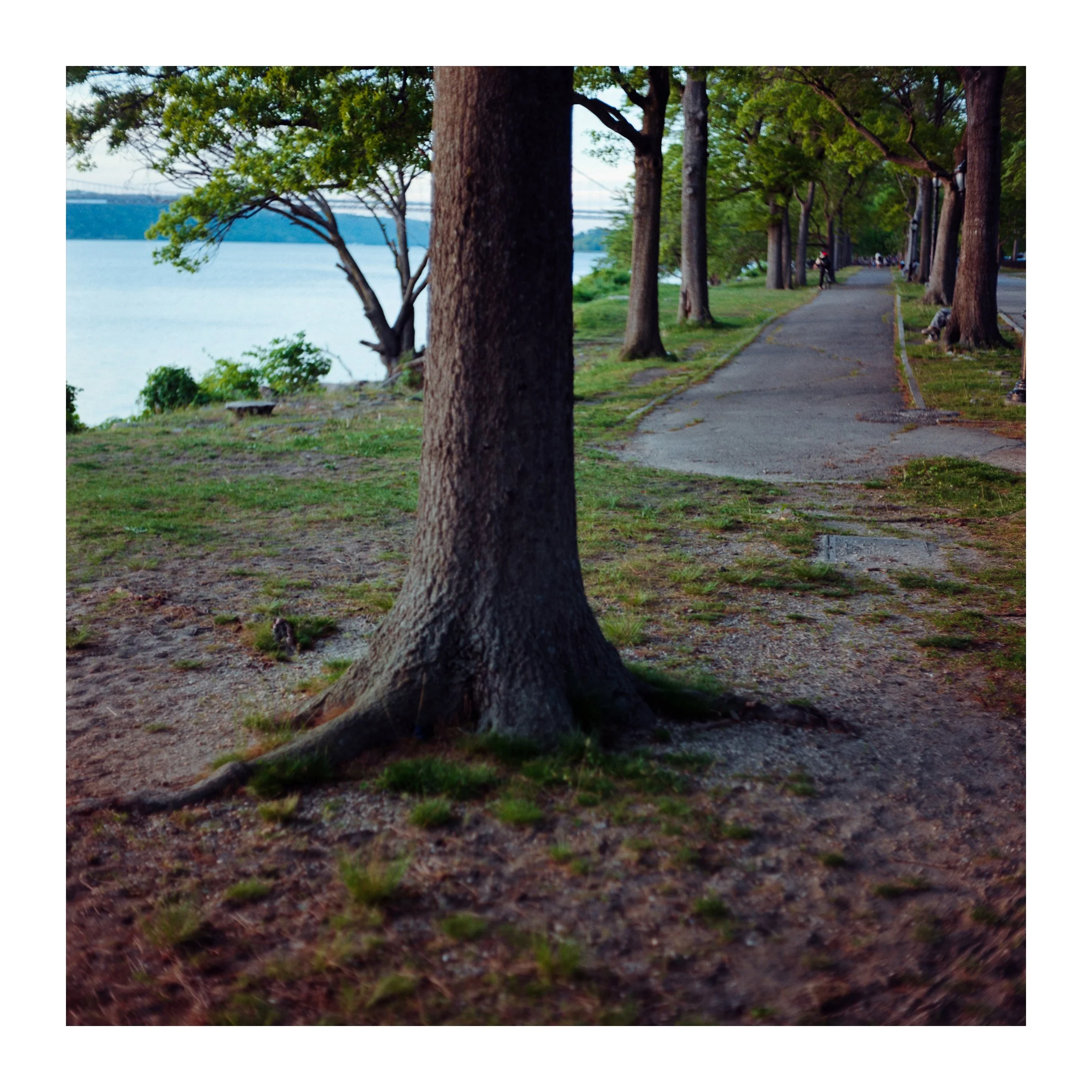 RiversideTreePathWater2026.jpg