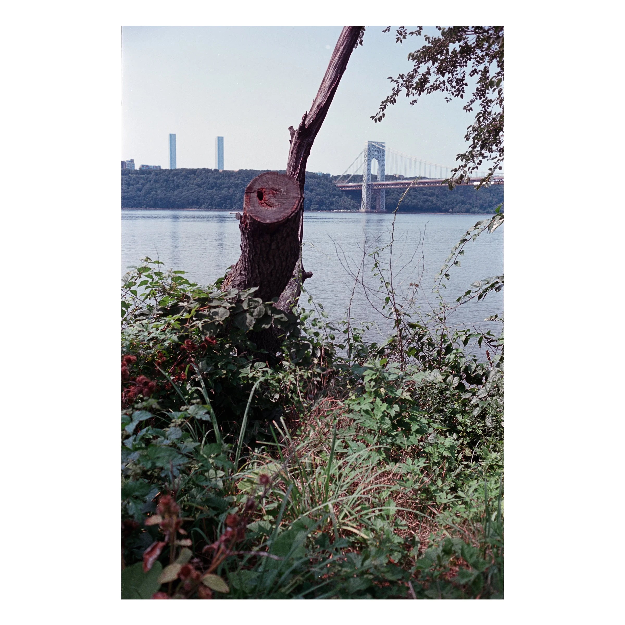 WashingtonHeightsBridgeTree2026.jpg