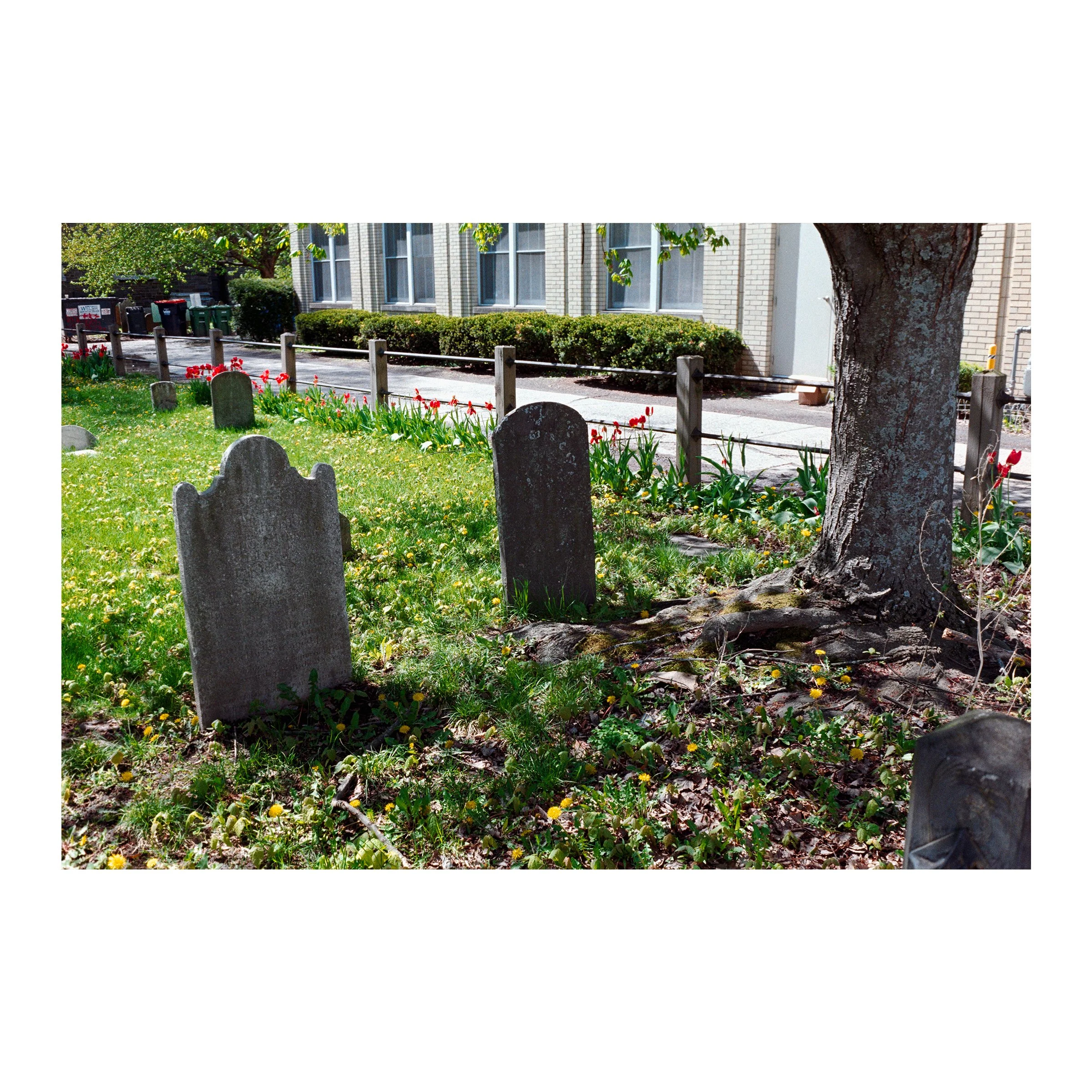 KingstonChurchTombstoneTree2026.jpg