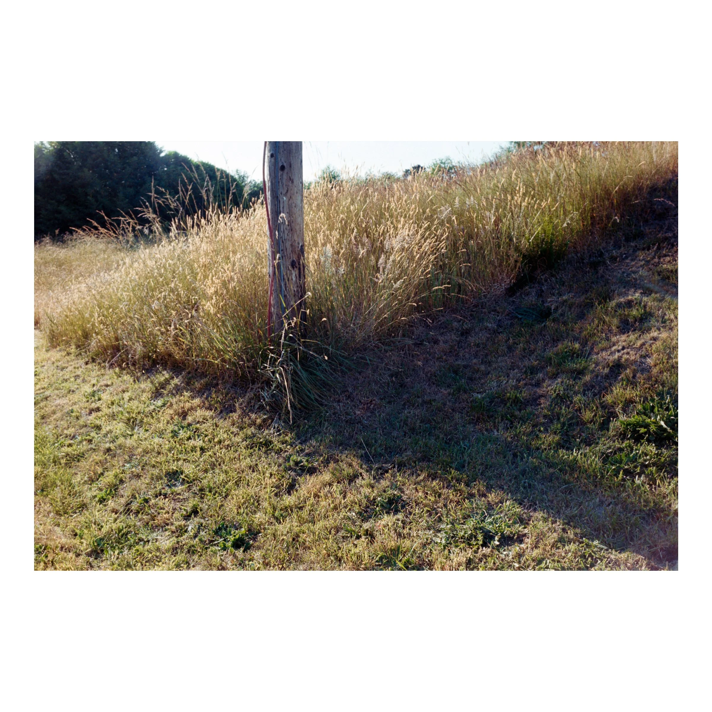 BandonBeachGrass2026.jpg