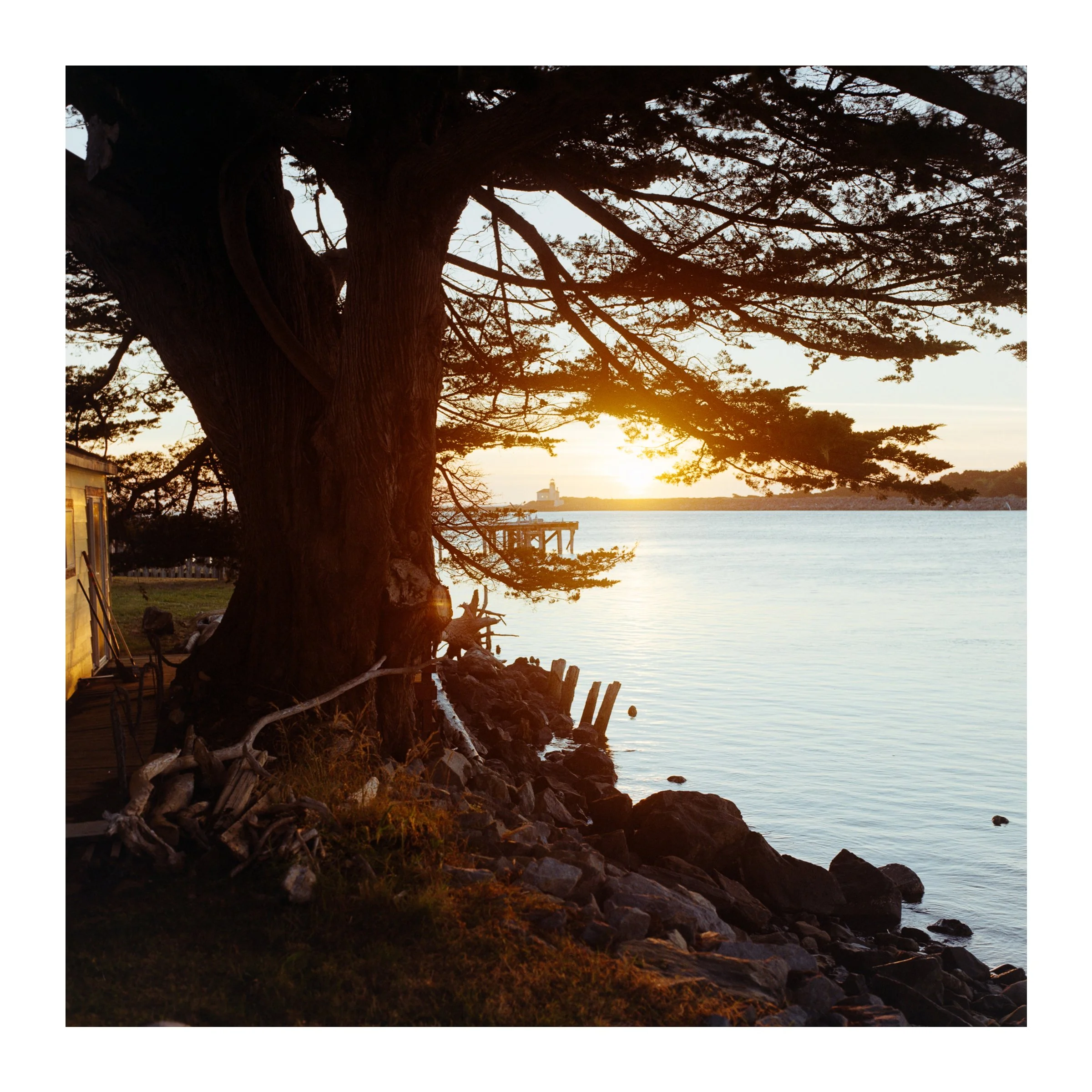 BandonSunsetTree2026.jpg