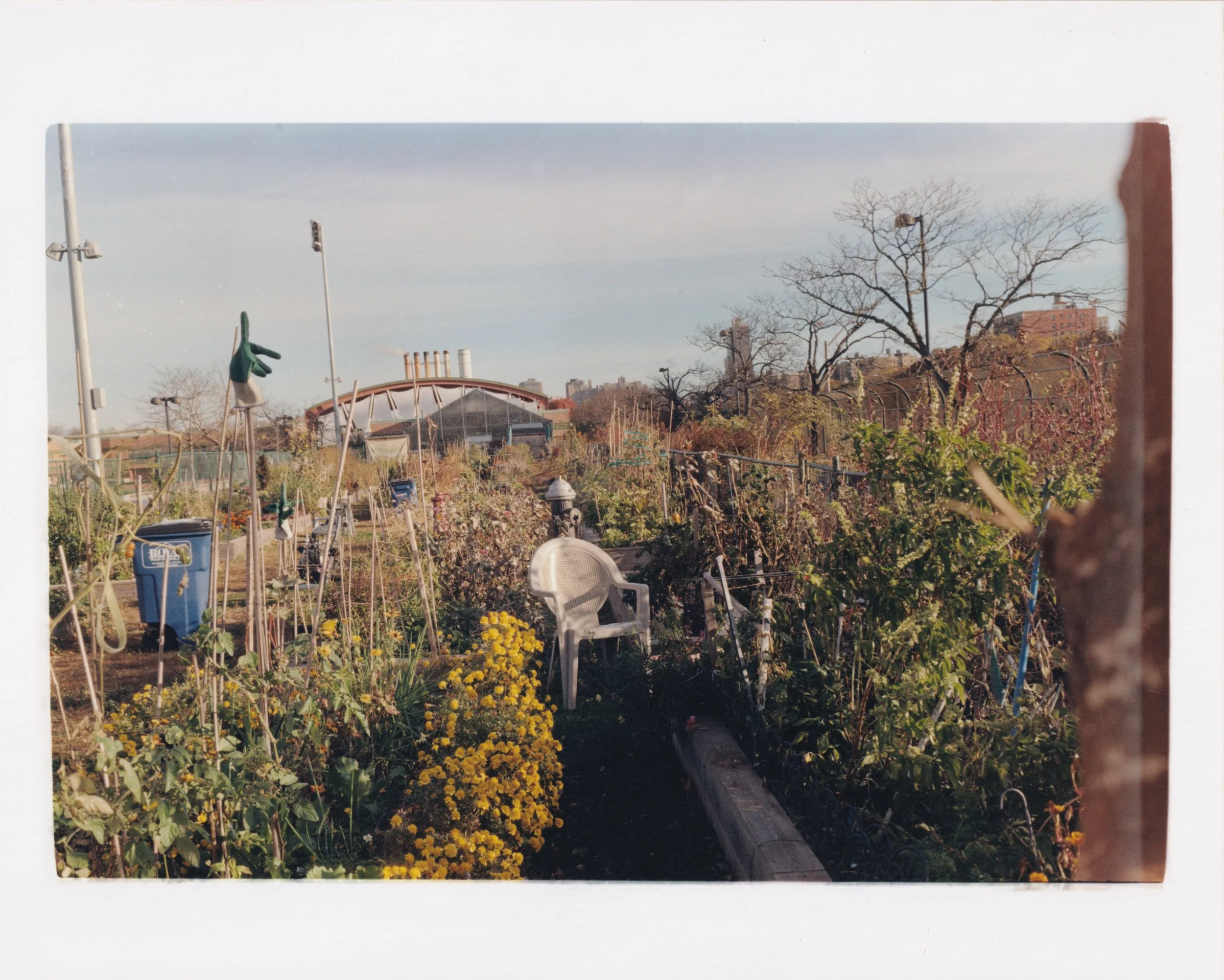 Riverbank Community Garden Print