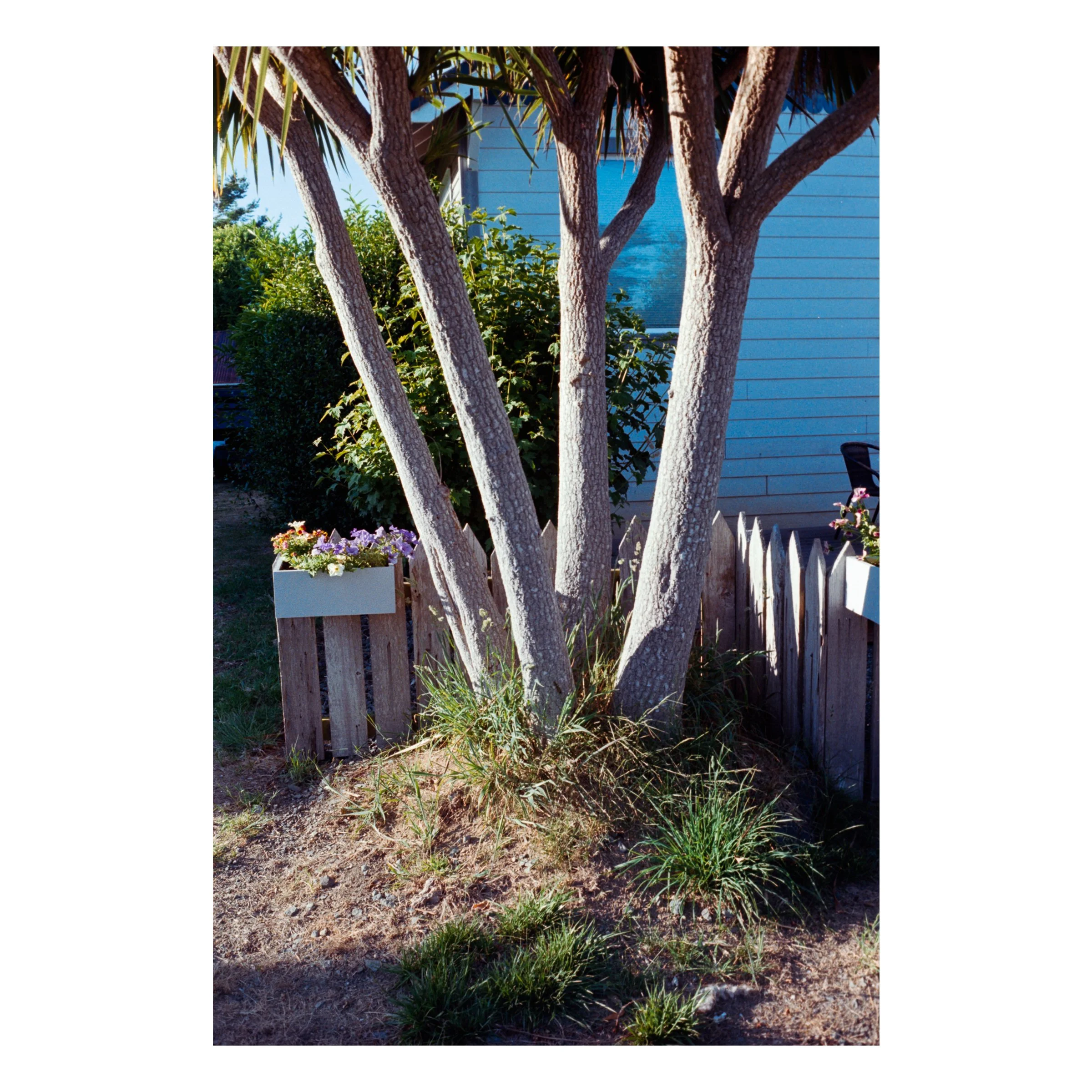 BandonBeachTreeSun2026.jpg