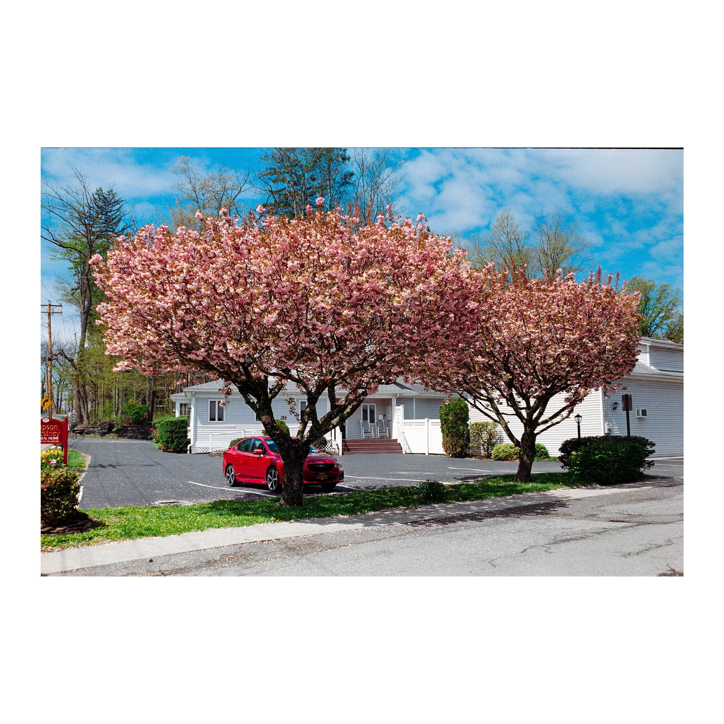 RhinebeckPinkTrees2026.jpg