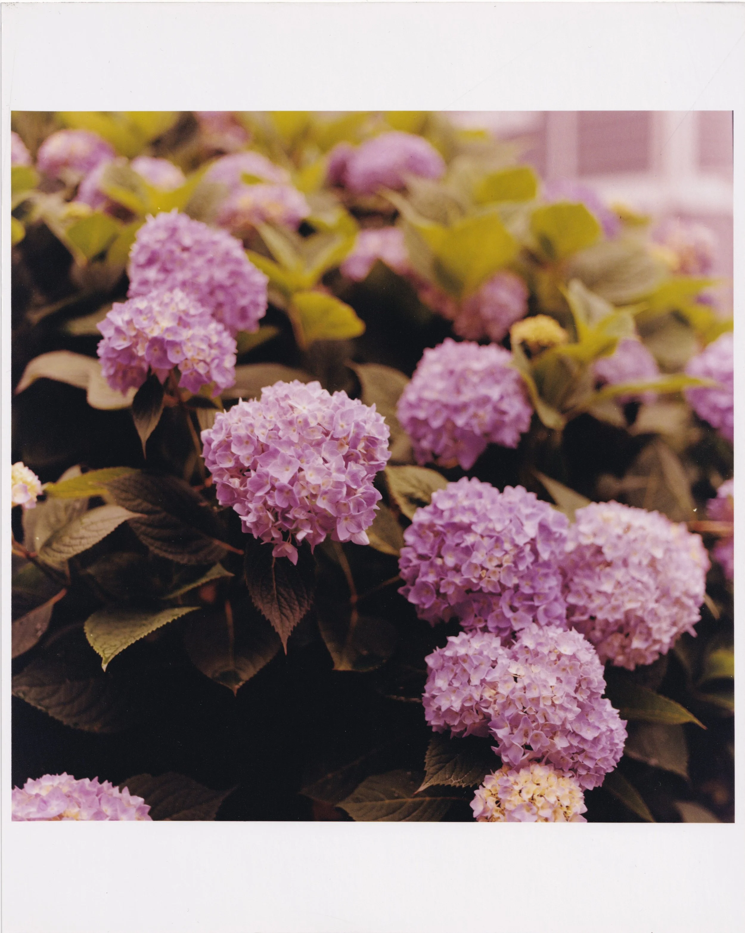 Hydrangea Flower Print