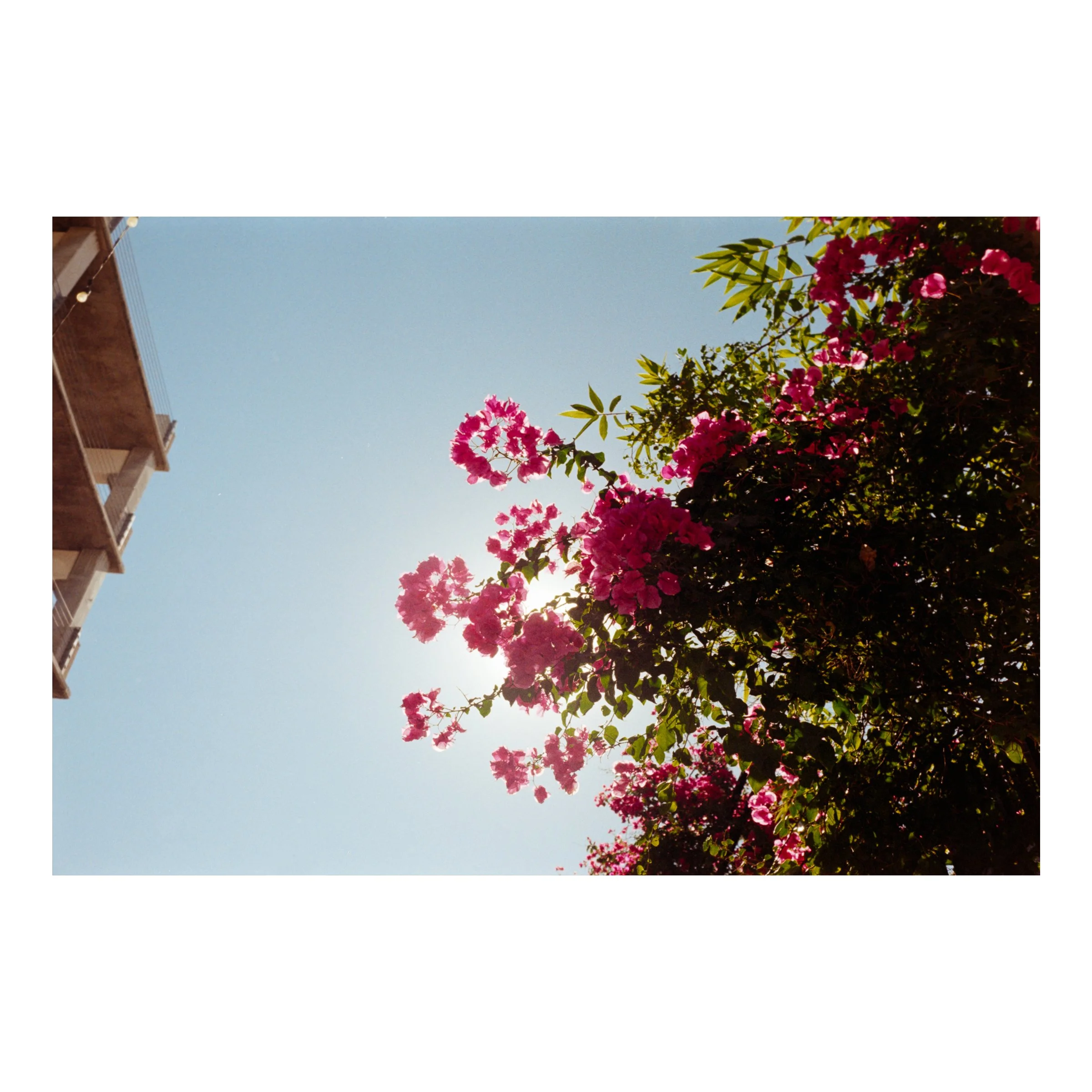BakersfieldFlowers2026.jpg