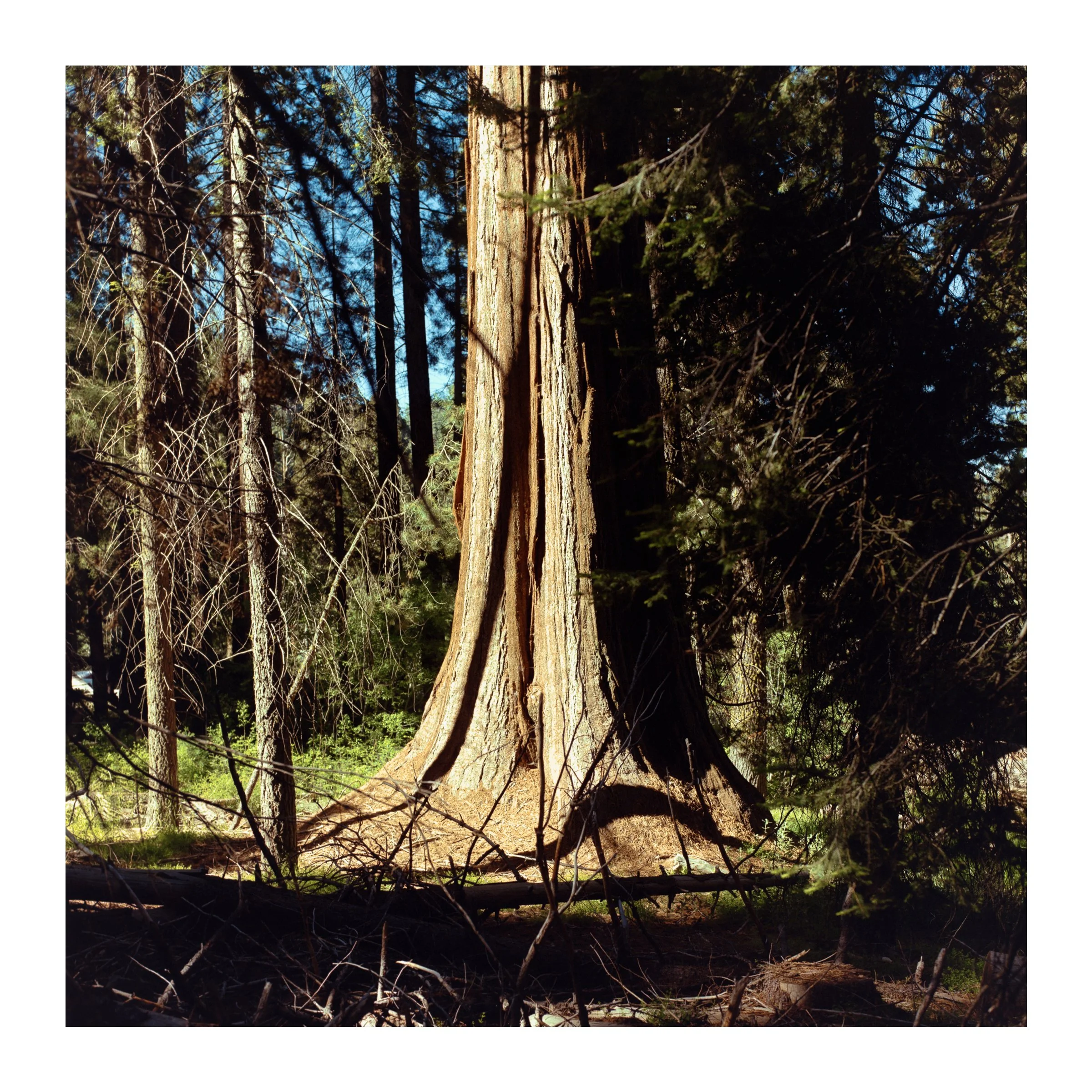 SequoiaNationalTree2026.jpg