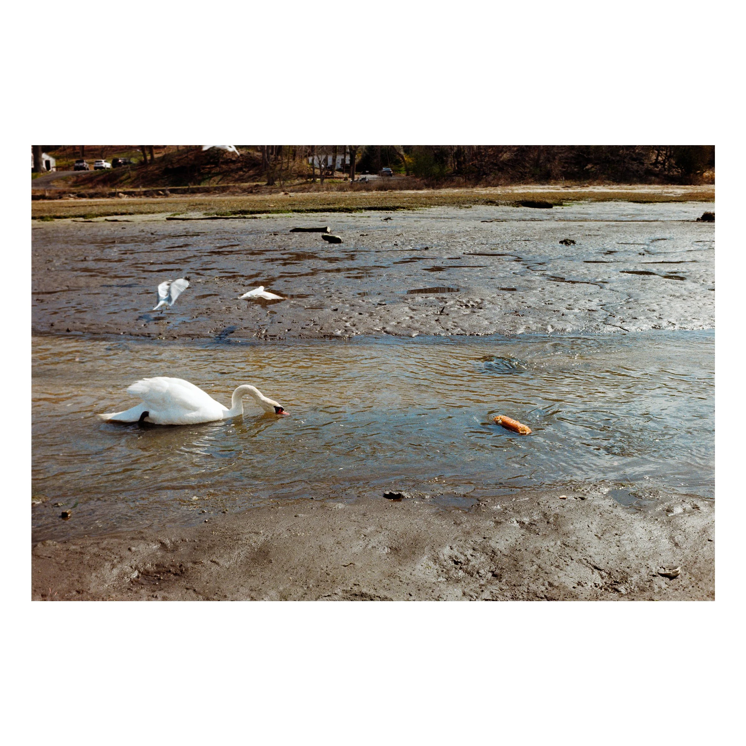 StonyBrookSwanBread2026.jpg