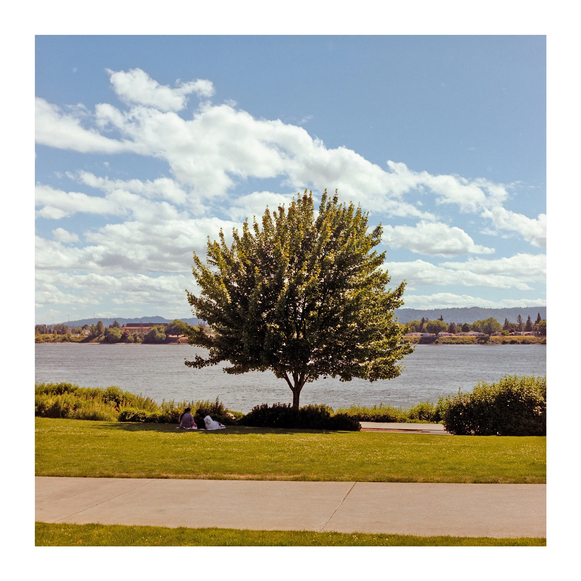 VancouverTreeCouple2026.jpg