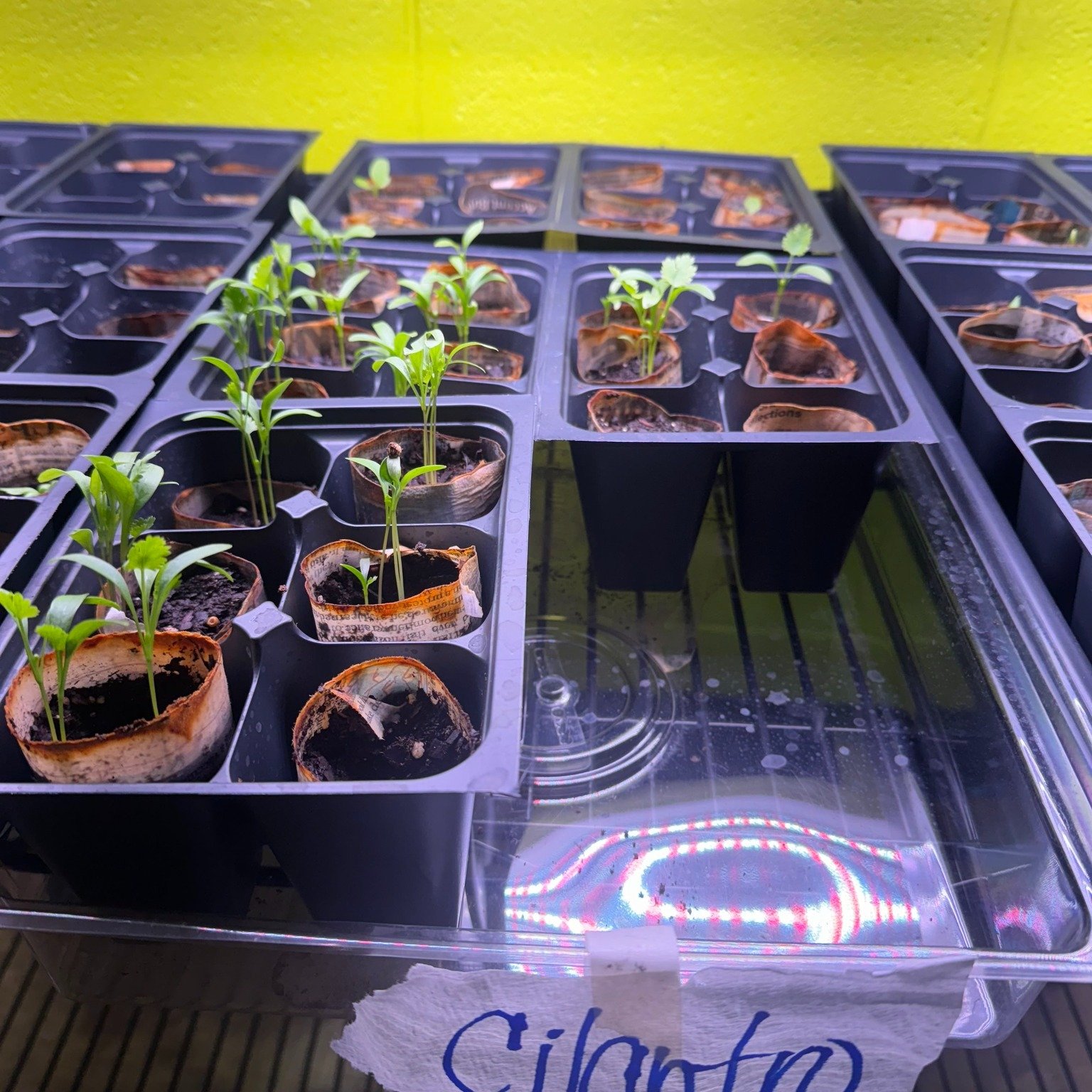 🌍🌱 Celebrating Earth Day with a peak inside our AgBio STEM Lab! 🌿 Our KIPPsters are busy nurturing and growing delicious edible plants. From vegetation to intellect, we're sowing the seeds of a brighter future! #EarthDay #GreenGeneration #GrowWith