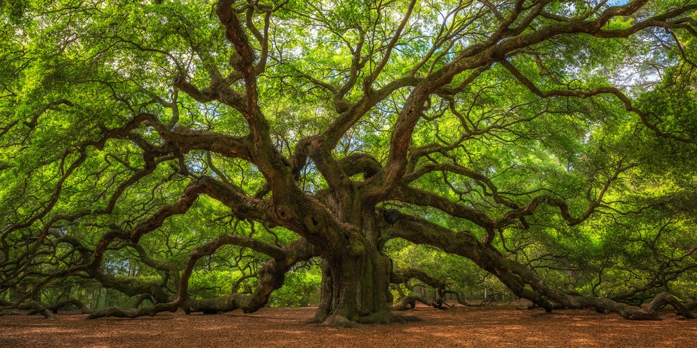 The Angel Oak Tree, one of the oldest trees in America, and its many branches spreading out