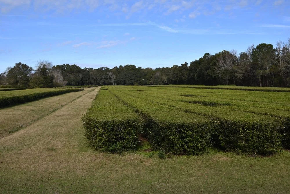 A large field with rows of green tea bushes in Charleston Tea Plantation