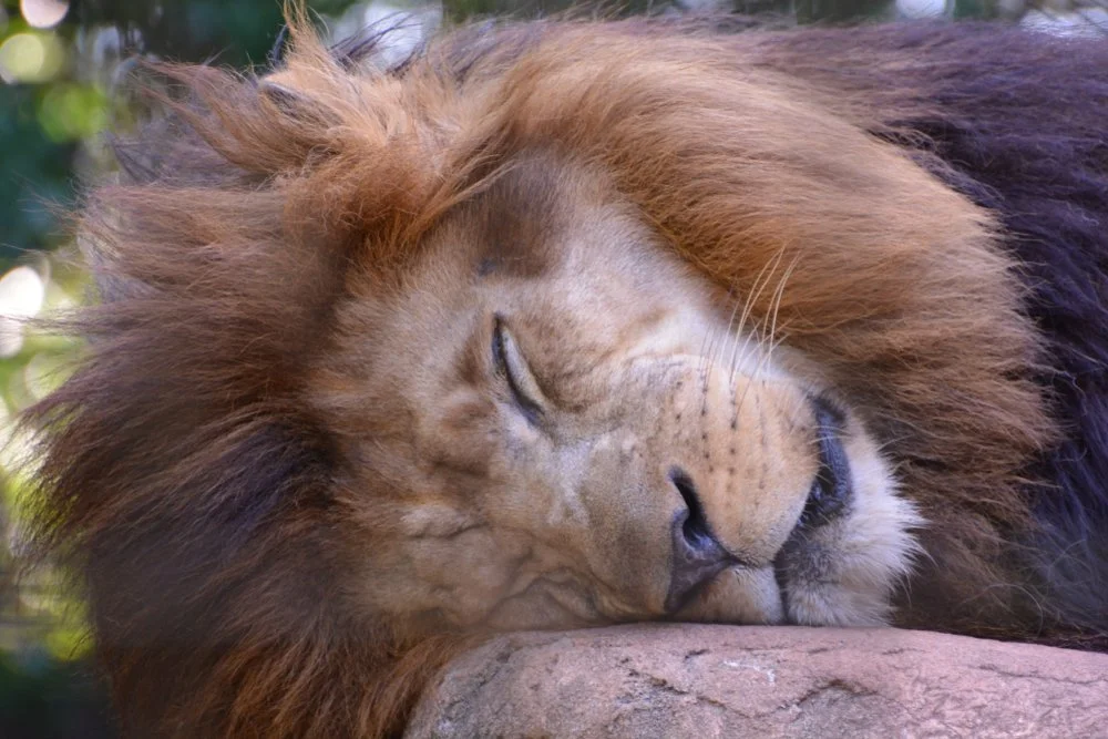 A sleeping lion from the Greenville Zoo