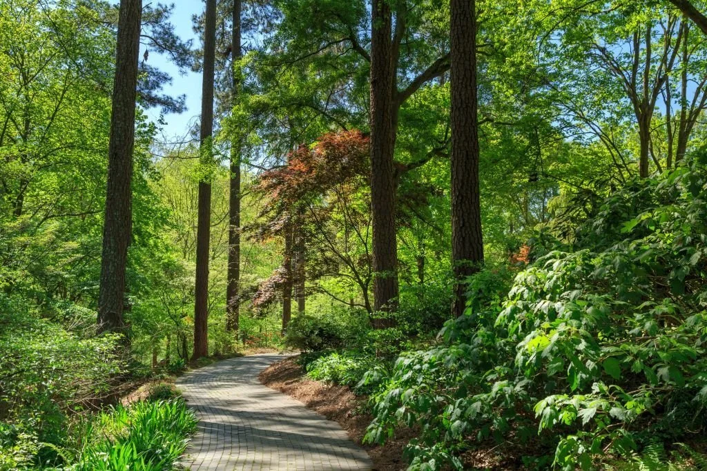 A path through the foliage in South Carolina Botanical Garden
