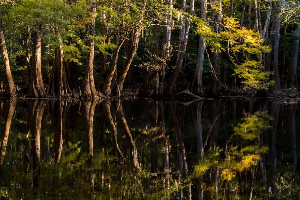 The still waters of Wise Lake at Congaree National Park at sunrise