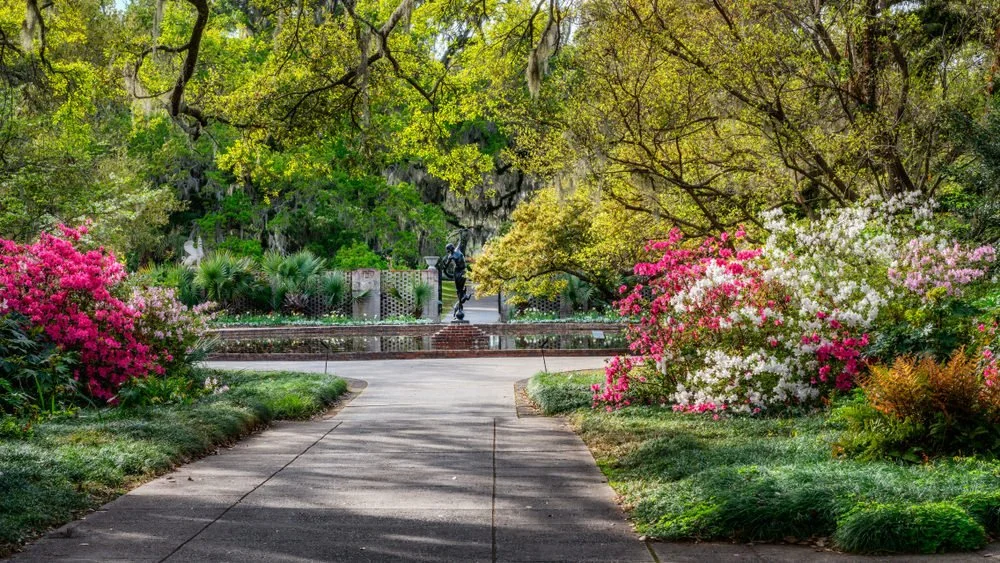The blooming Spring Azalea at Brookgreen Gardens