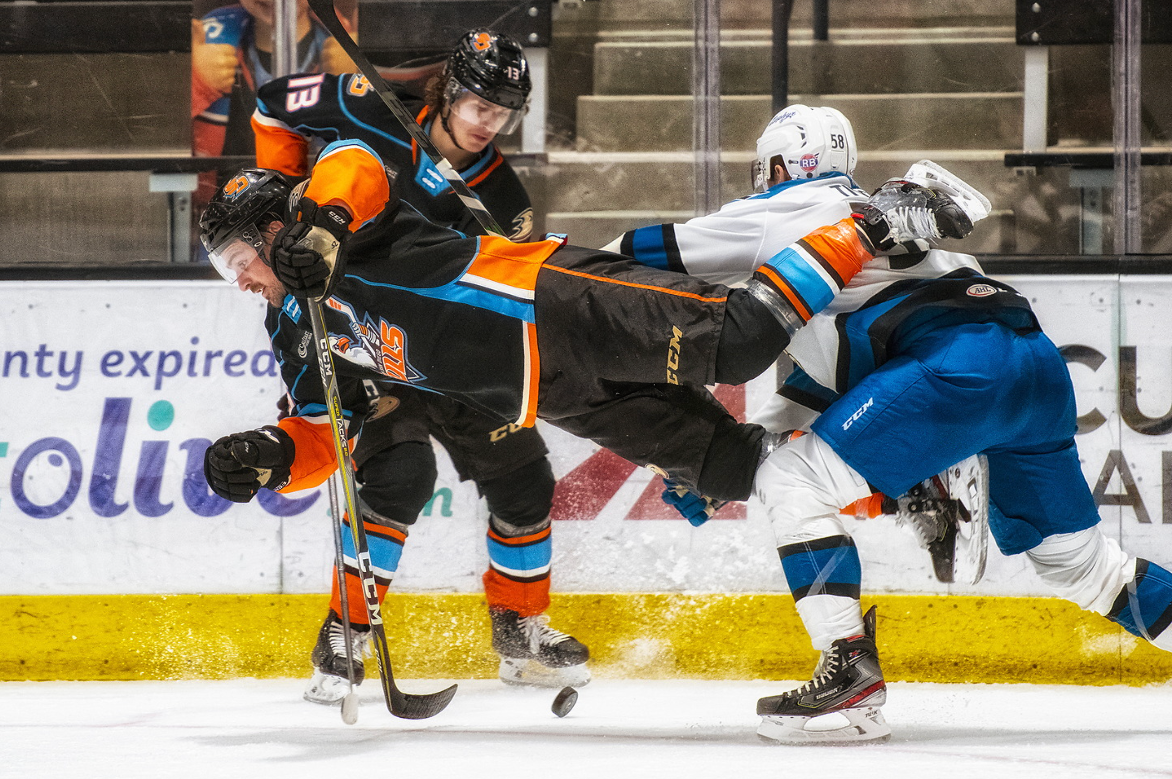 Gulls 3.png