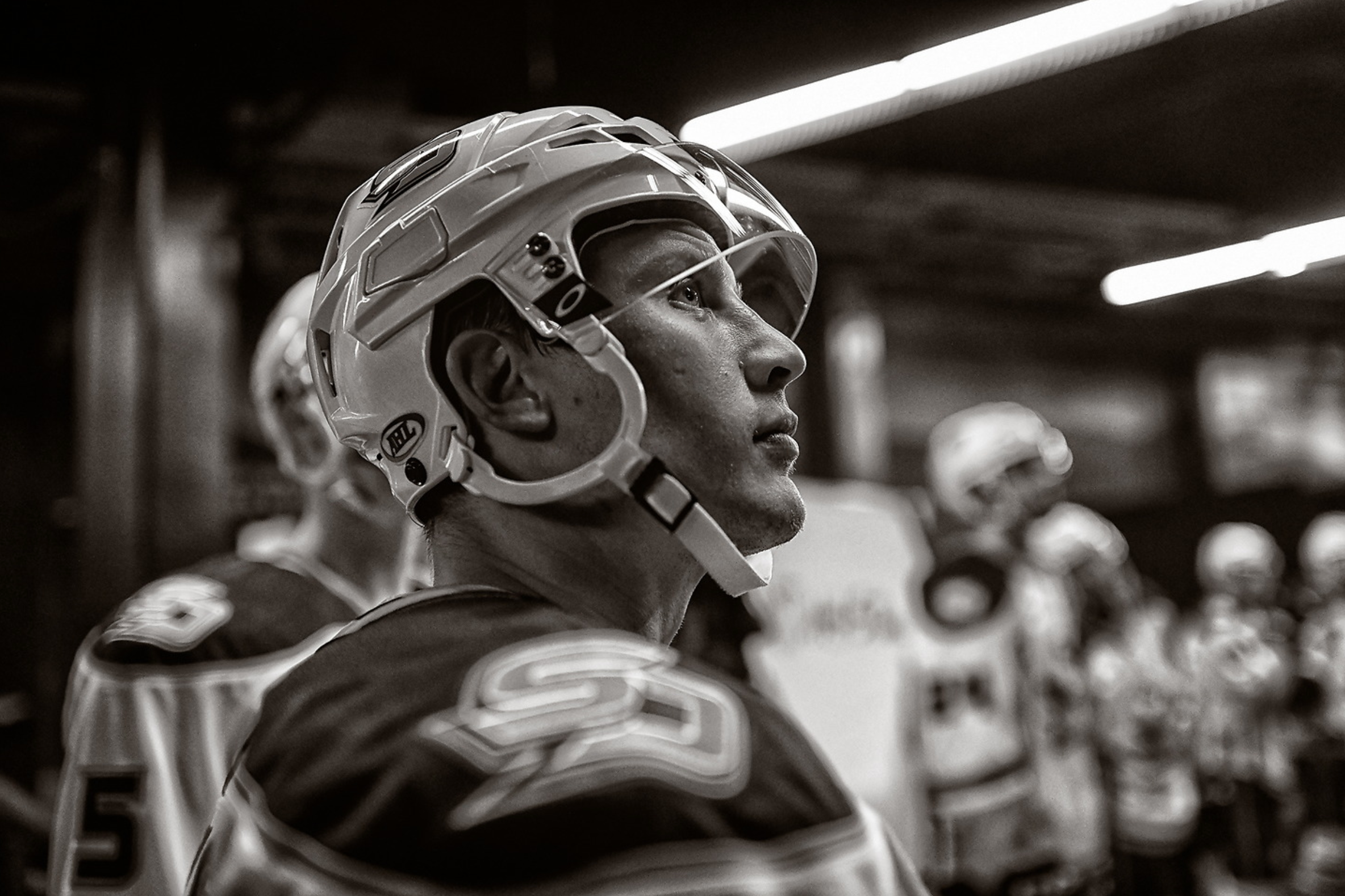 gulls 2.png