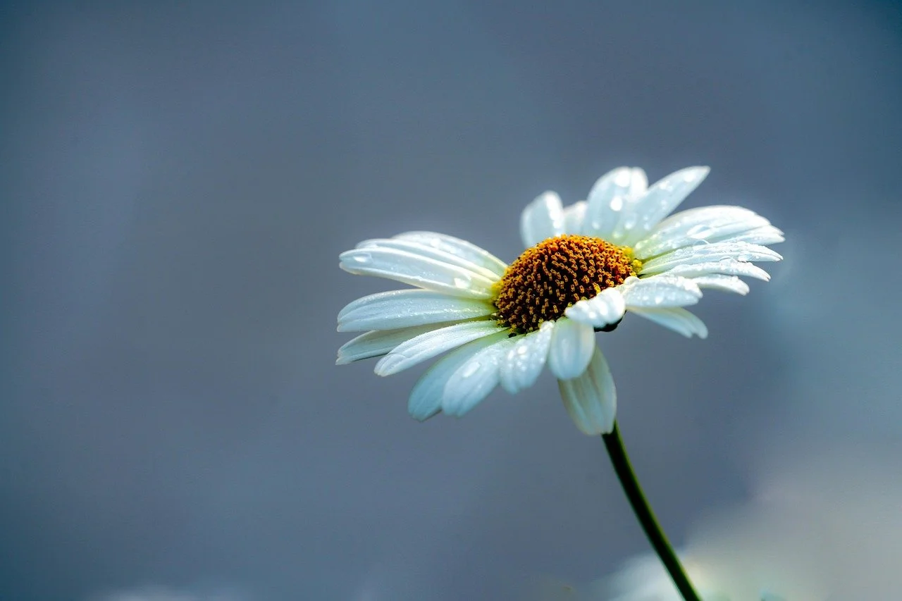 Daisy flower