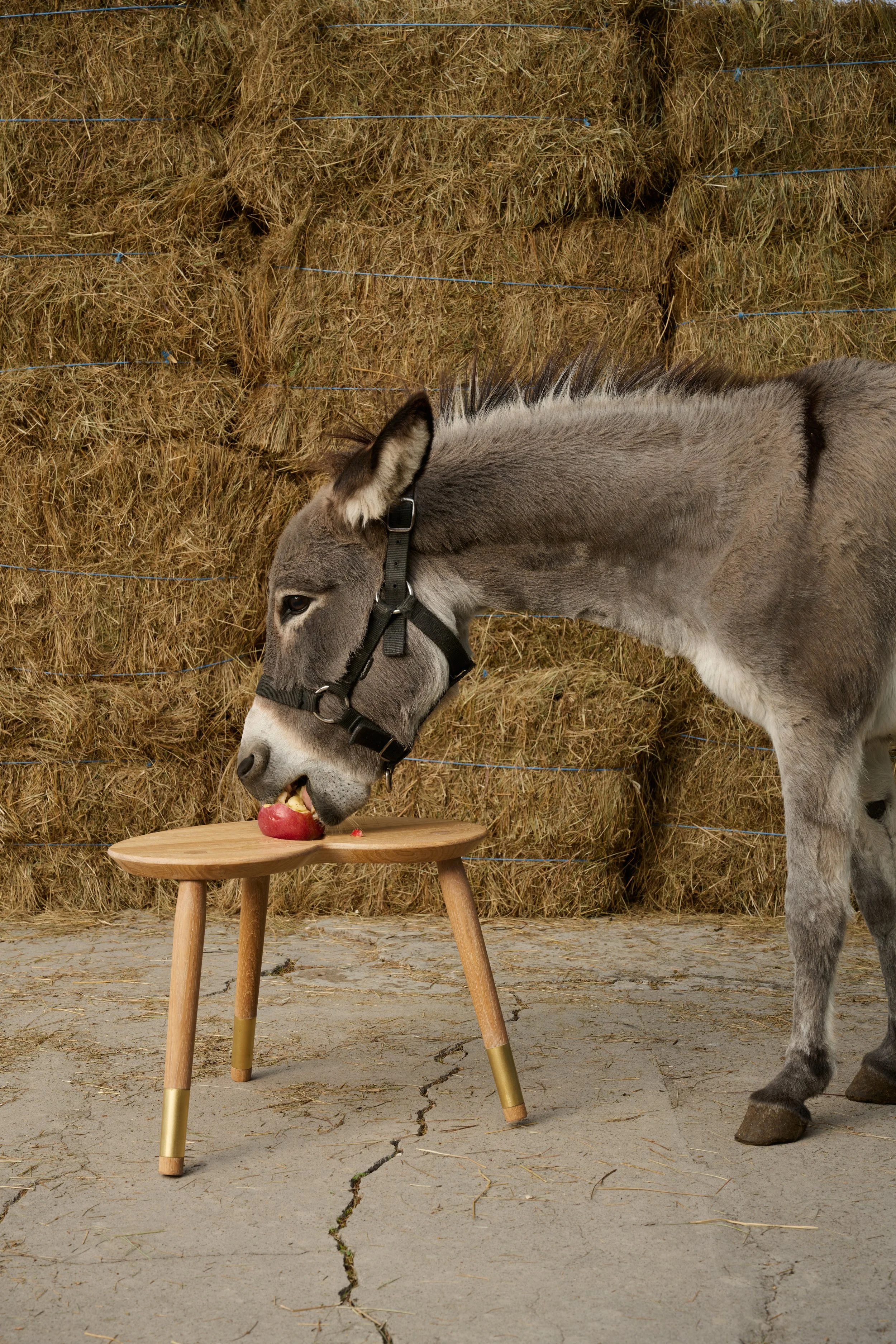 A donkey with gray fur and black mane wearing a halter, eating an apple on a small wooden stool with three legs, set in a rustic farm setting with hay bales and cracked concrete ground.