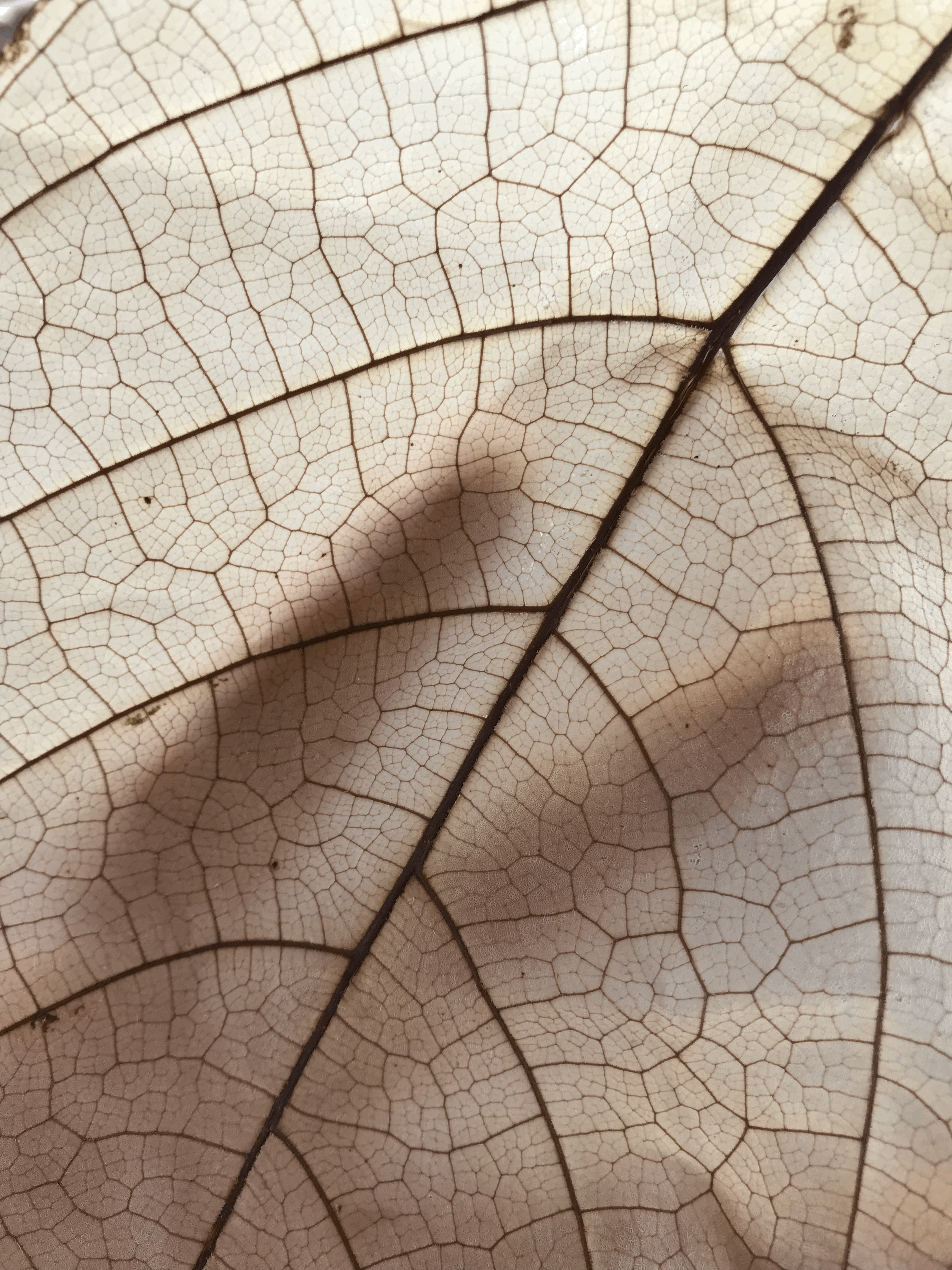 The Cacao Project launches The Cacao Leaf Fossilisation Training in partnership with the Department of Agriculture, and the Department of Trade and Industry