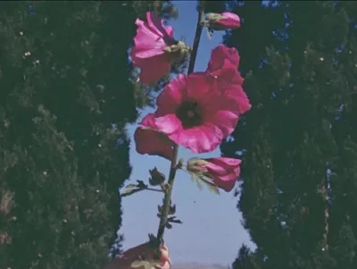 Rooted Through Realms: A Shorts Film Programme | Falasteen on Film x Ort