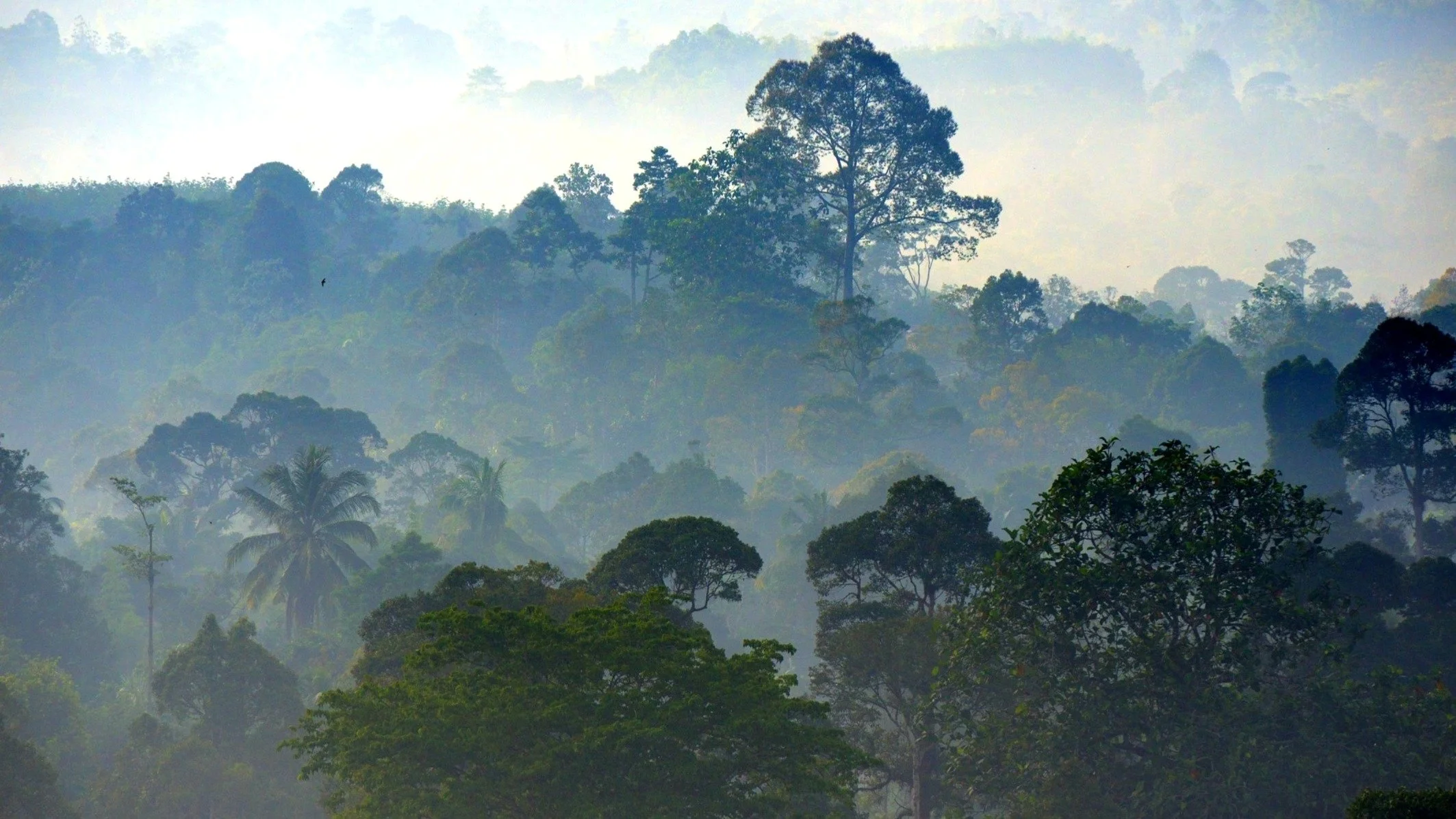 eine Dschungellandschaft in leichtem Nebel mit vielen verschiedenen Baumarten im Vordergrund