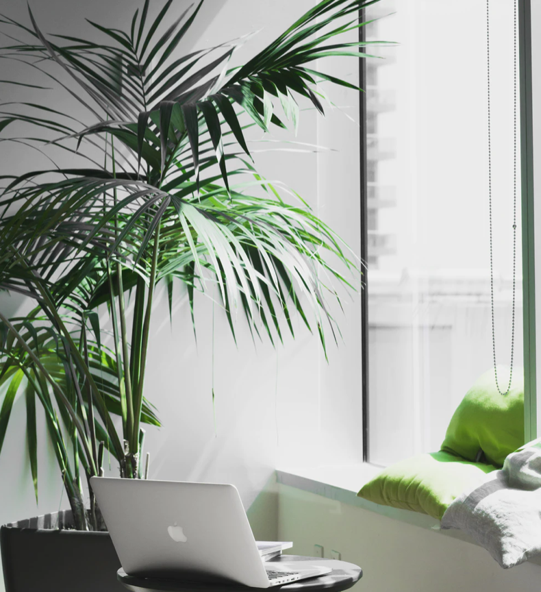 6 kantoorplanten die je werkplek gezonder en leuker maken