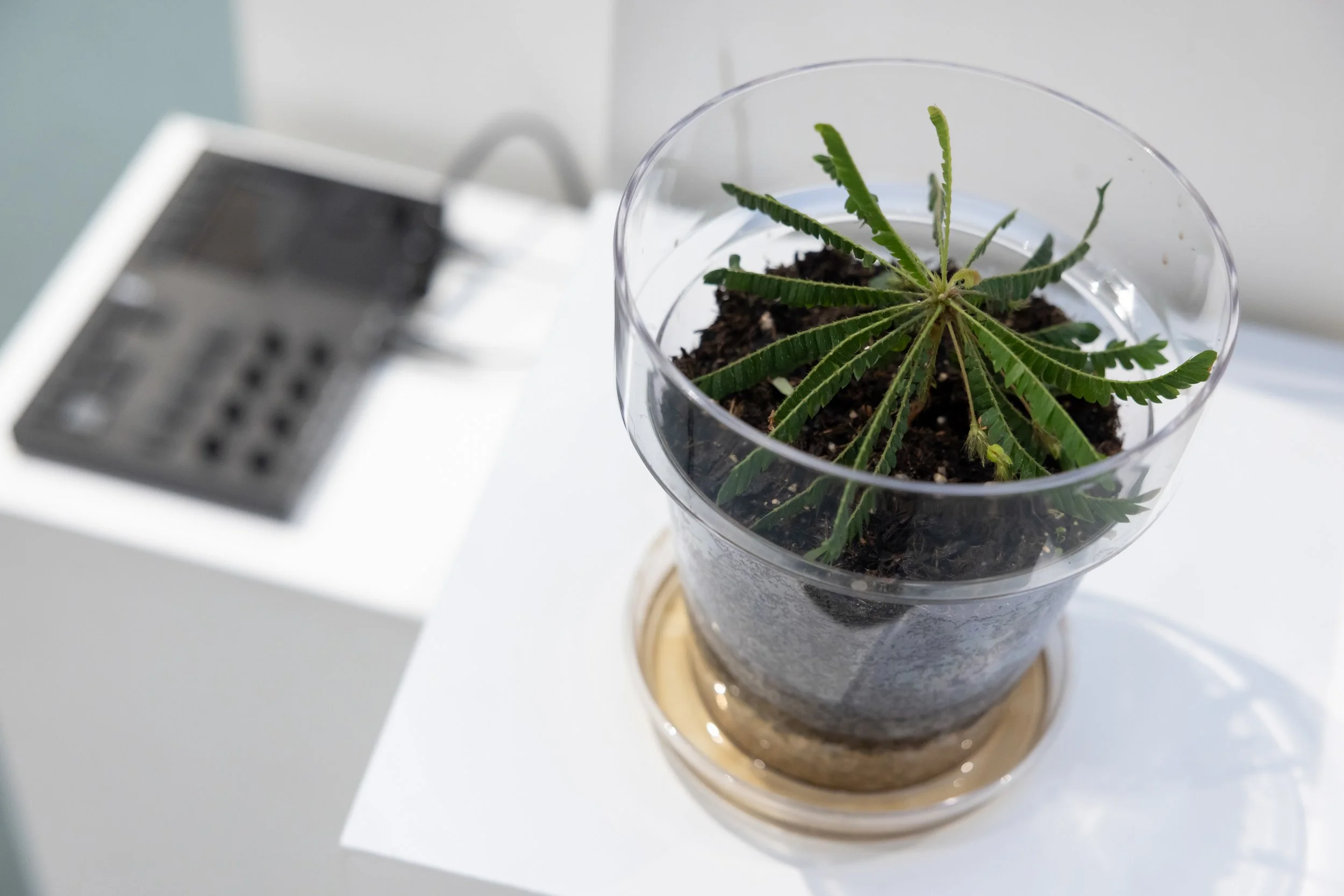 20260811_TRIALOGUE-HolobiontHabitat_098.jpg