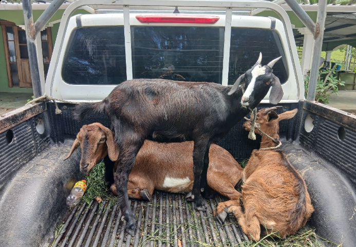 Thanks to generous donations, we were able to buy 3 more female goats. We now have 1 billy goat, 7 does (2 are about to give birth), and 2 kids. (4/4/26)