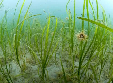 Friends of Casco Bay - Temperature/Eelgrass Dive