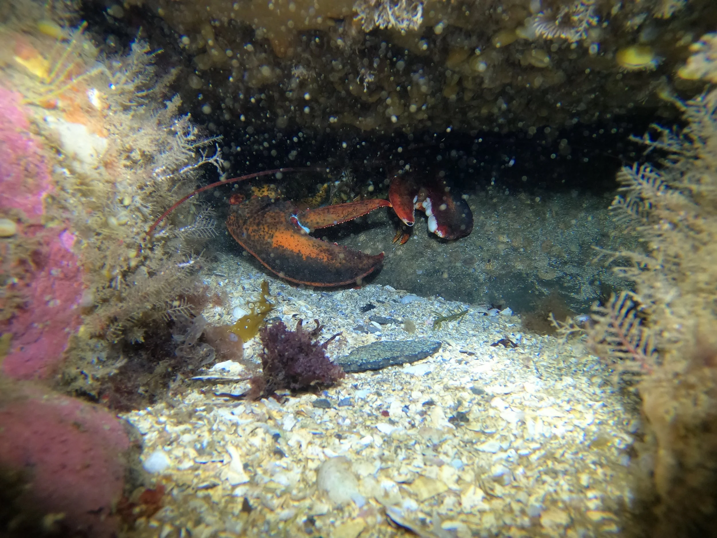 Service — Aqua Diving Academy