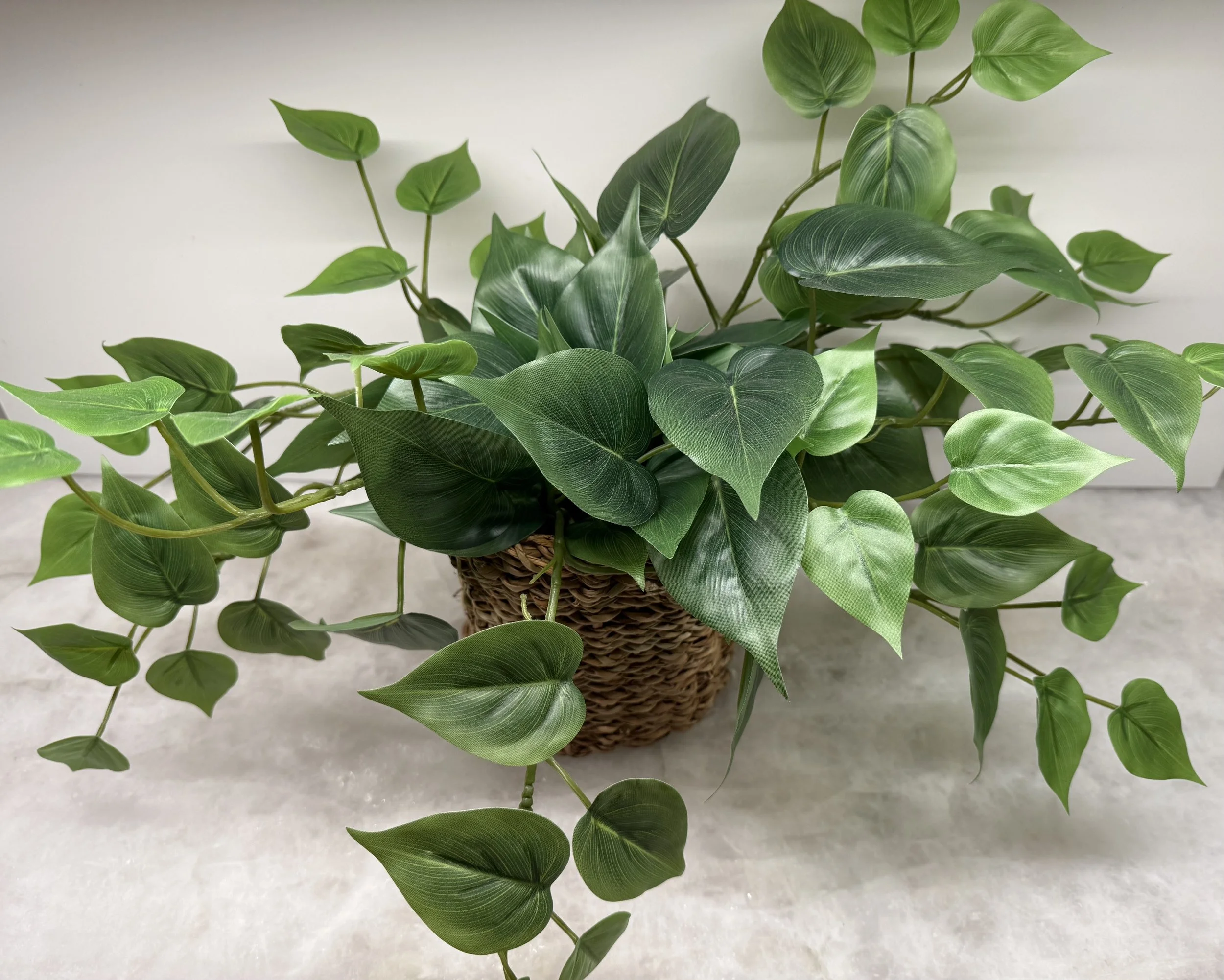 Set of 21 Shelf Plants for 400 Store Location Retail Apparel -All Season