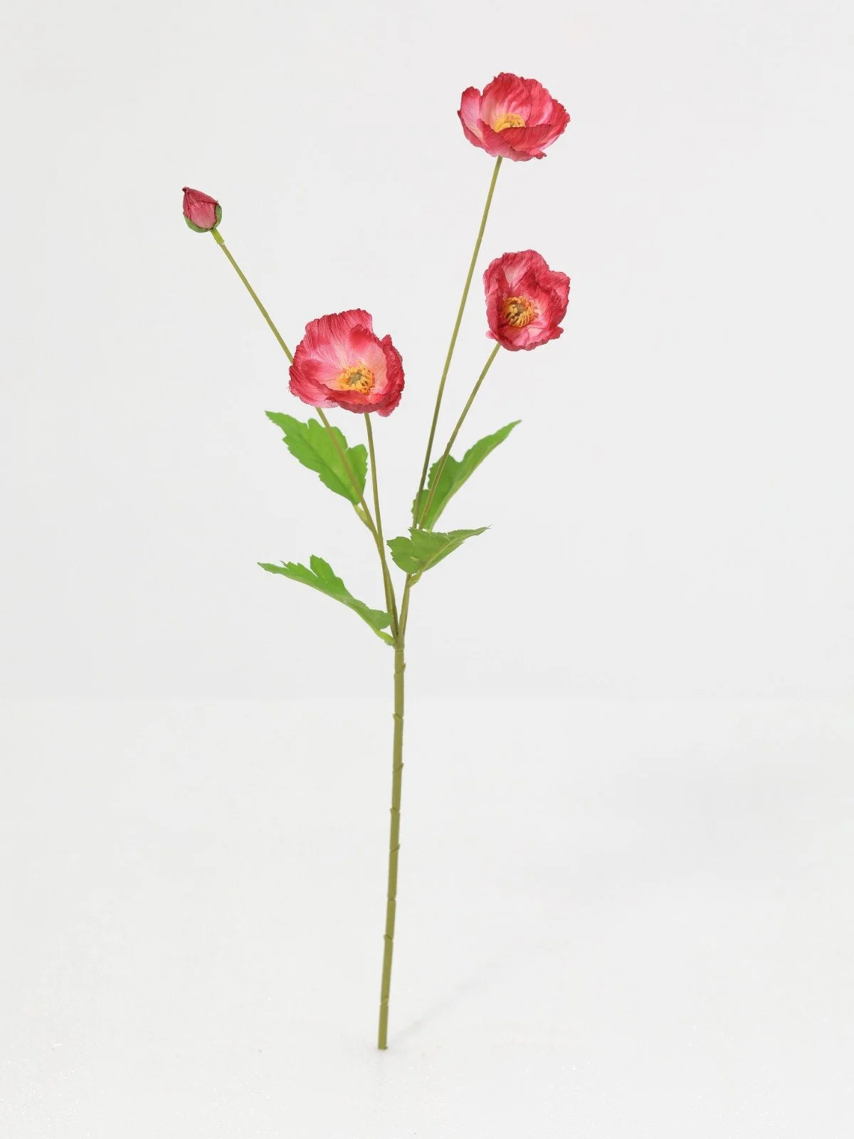 WhatsApp Image 2026-01-30 at 08.46.22.jpeg