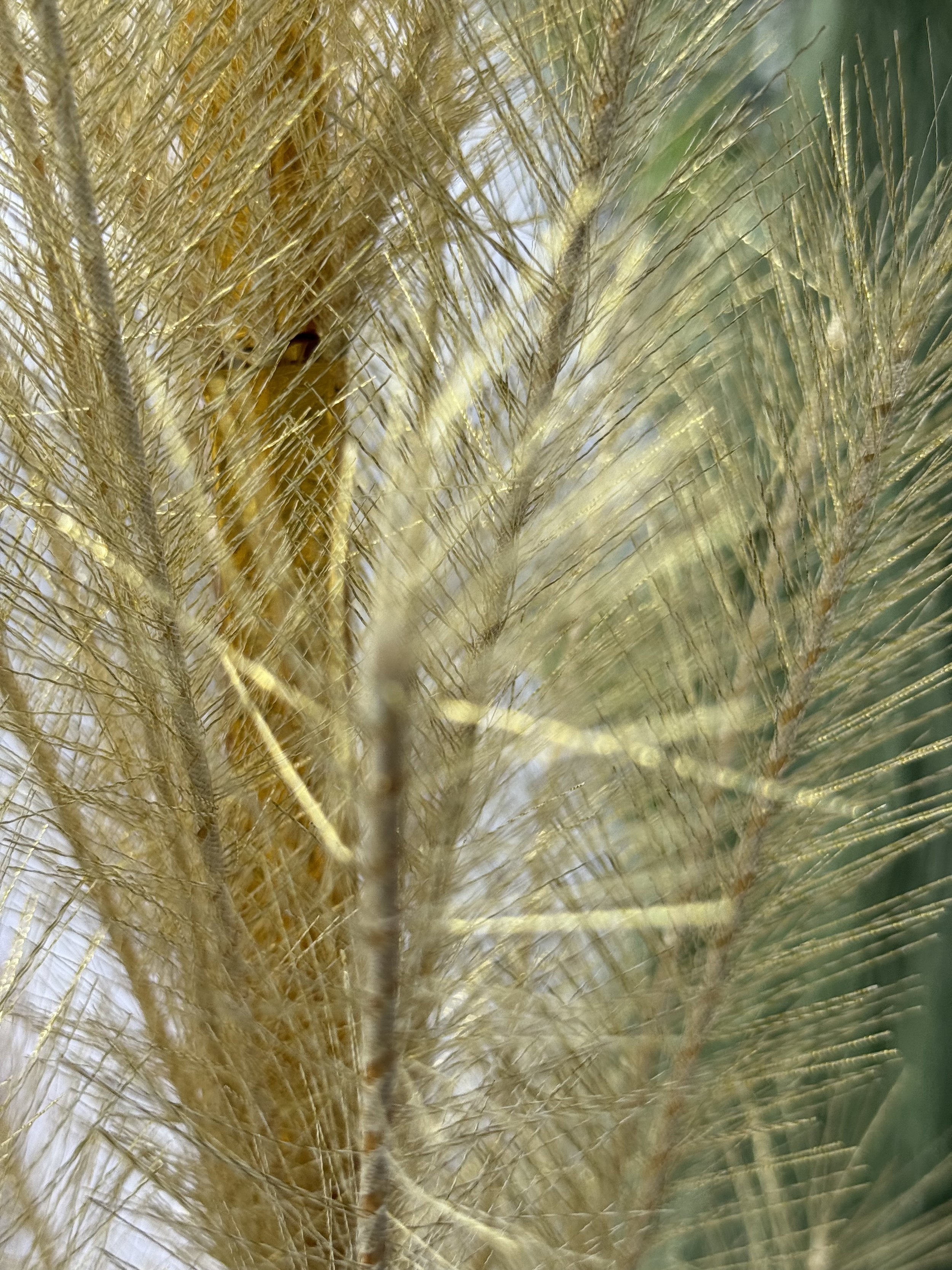 IMG_0307.jpeg