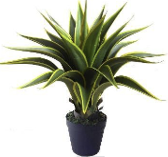 24 inch Agave Variegated Succulent