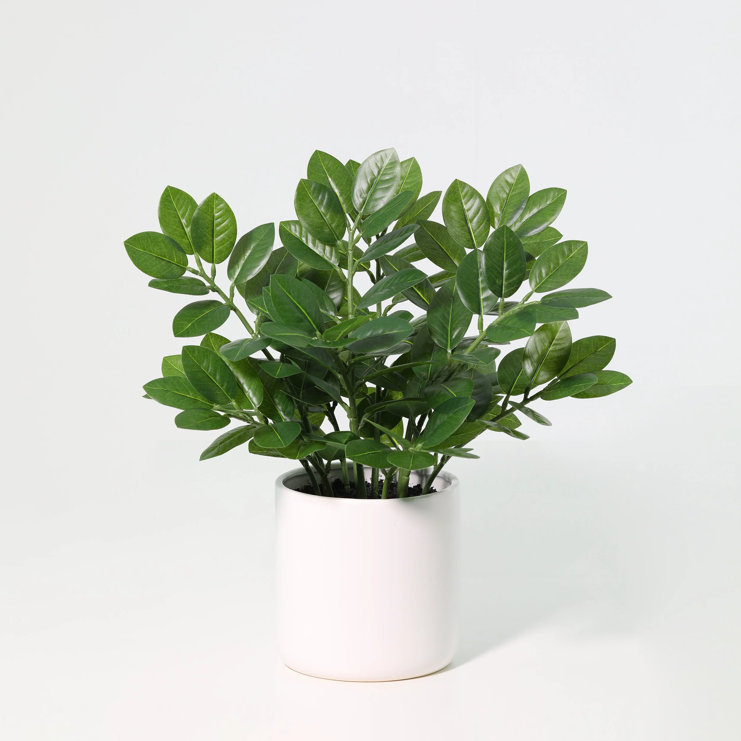 Green leafy plant in a white pot against a white background.